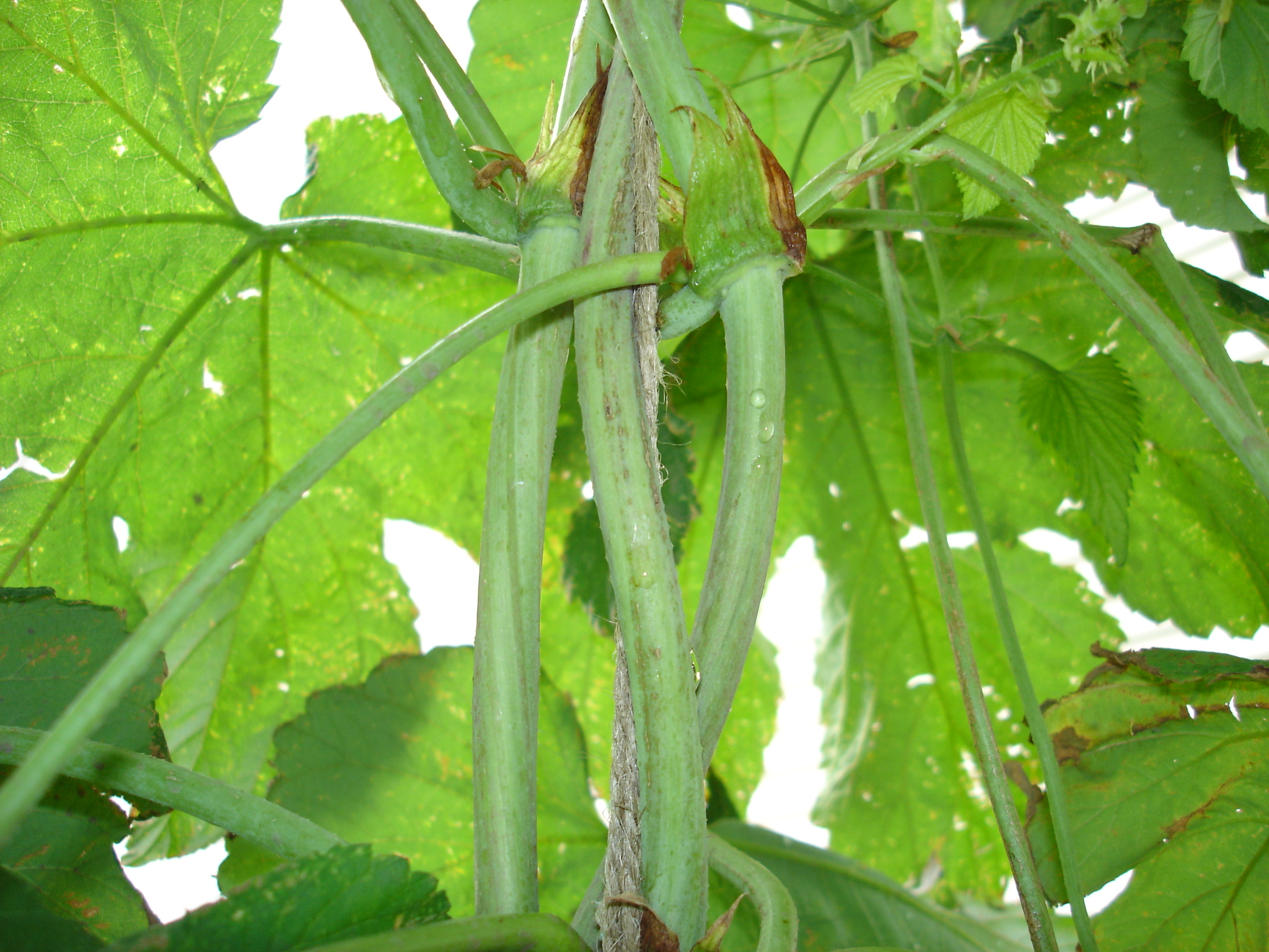 2008_Late_June_004