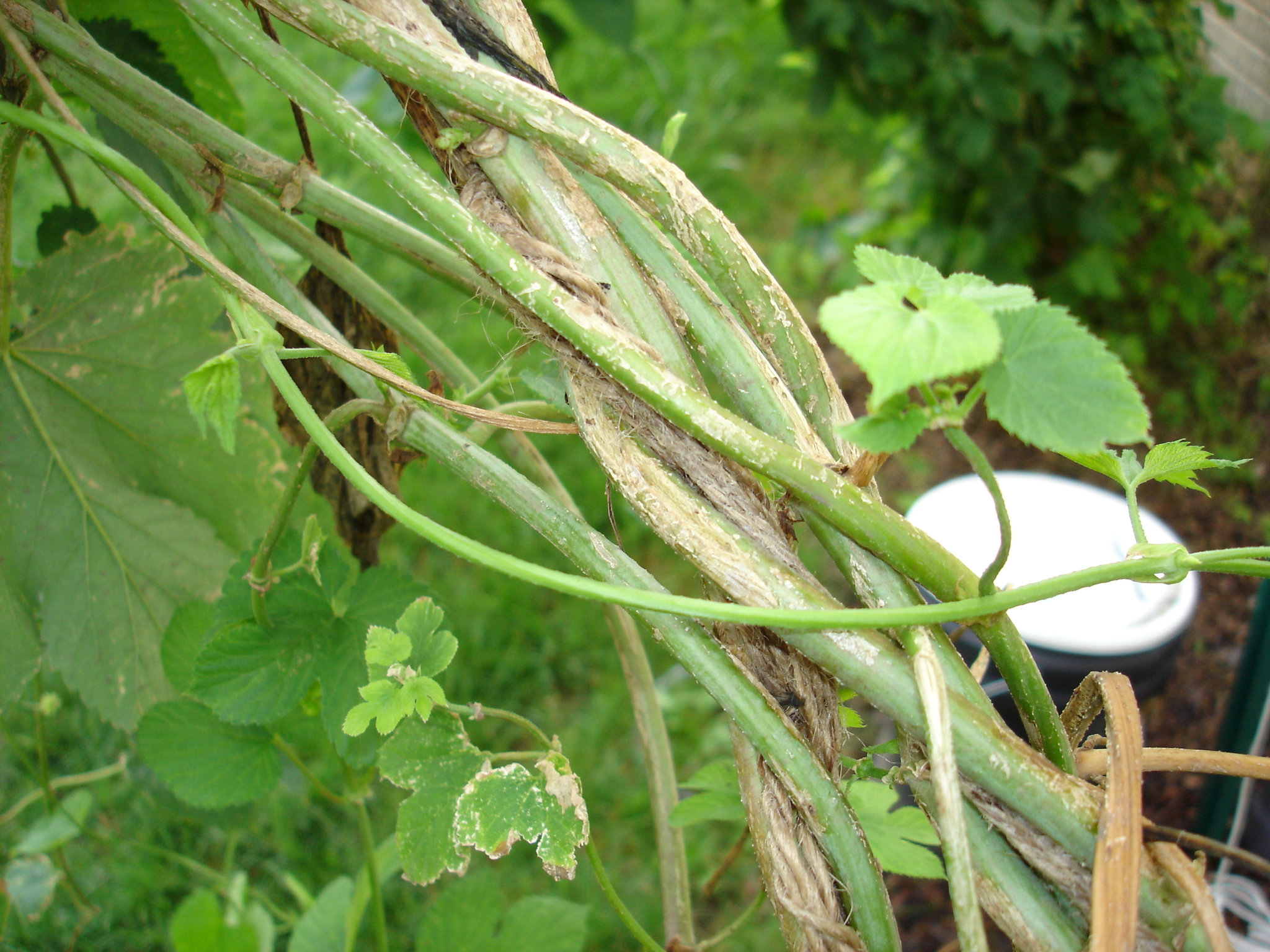 2008_Late_June_005