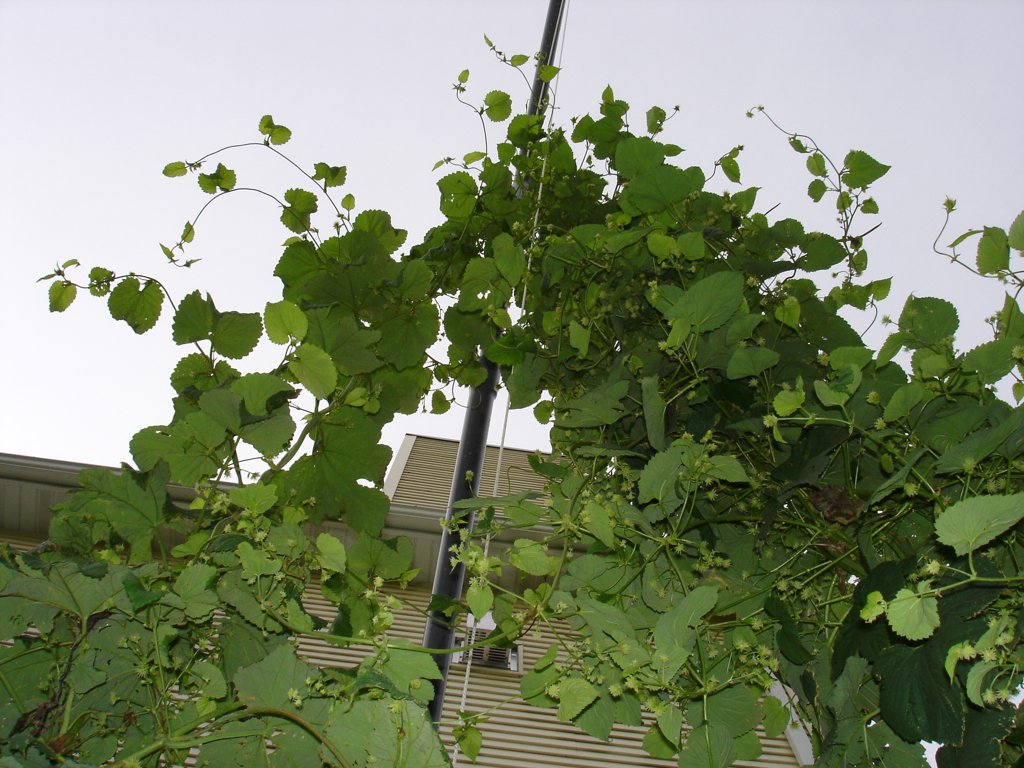 2008_Late_June_006