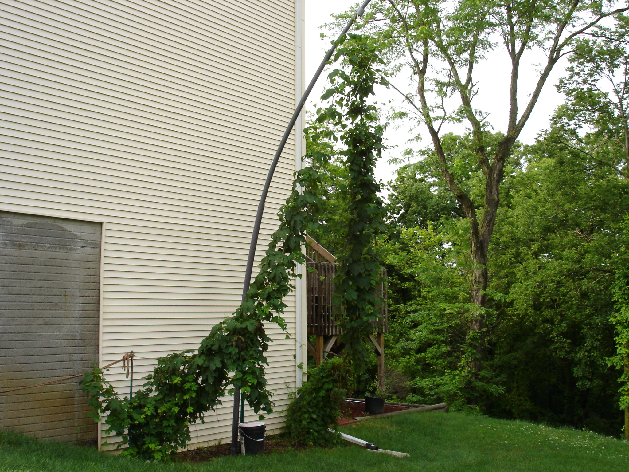 2008_Late_June_007