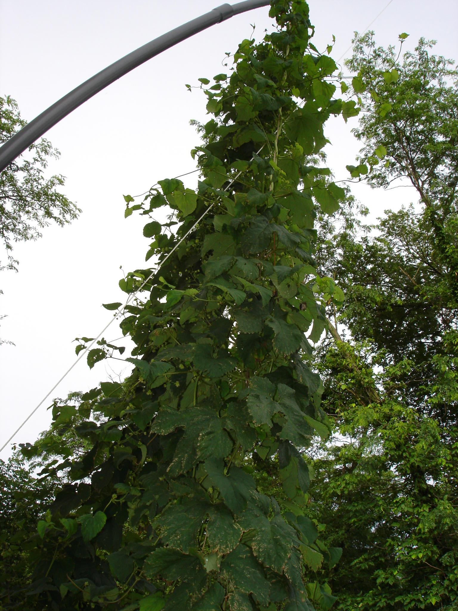 2008_Late_June_008