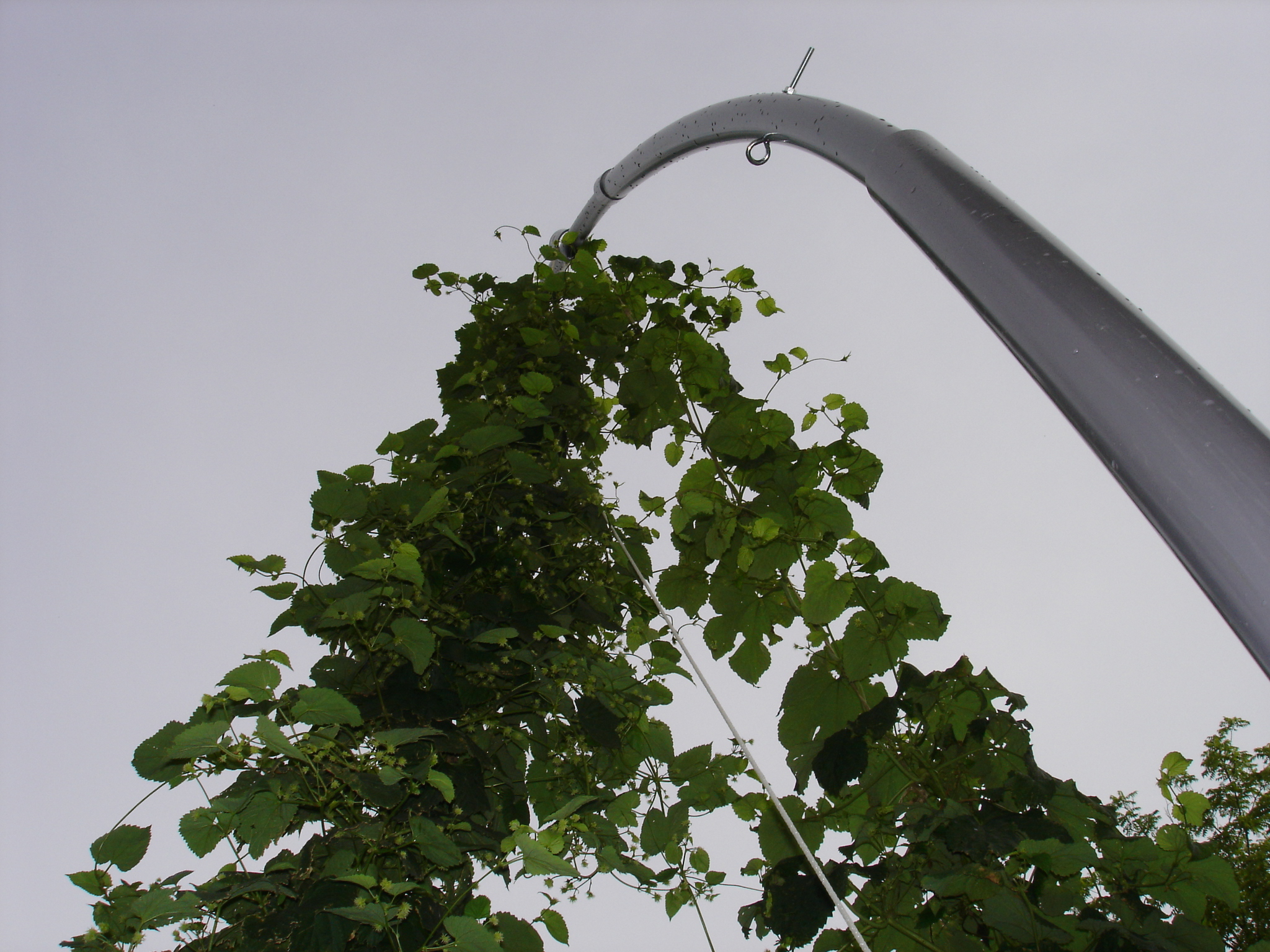 2008_Late_June_009