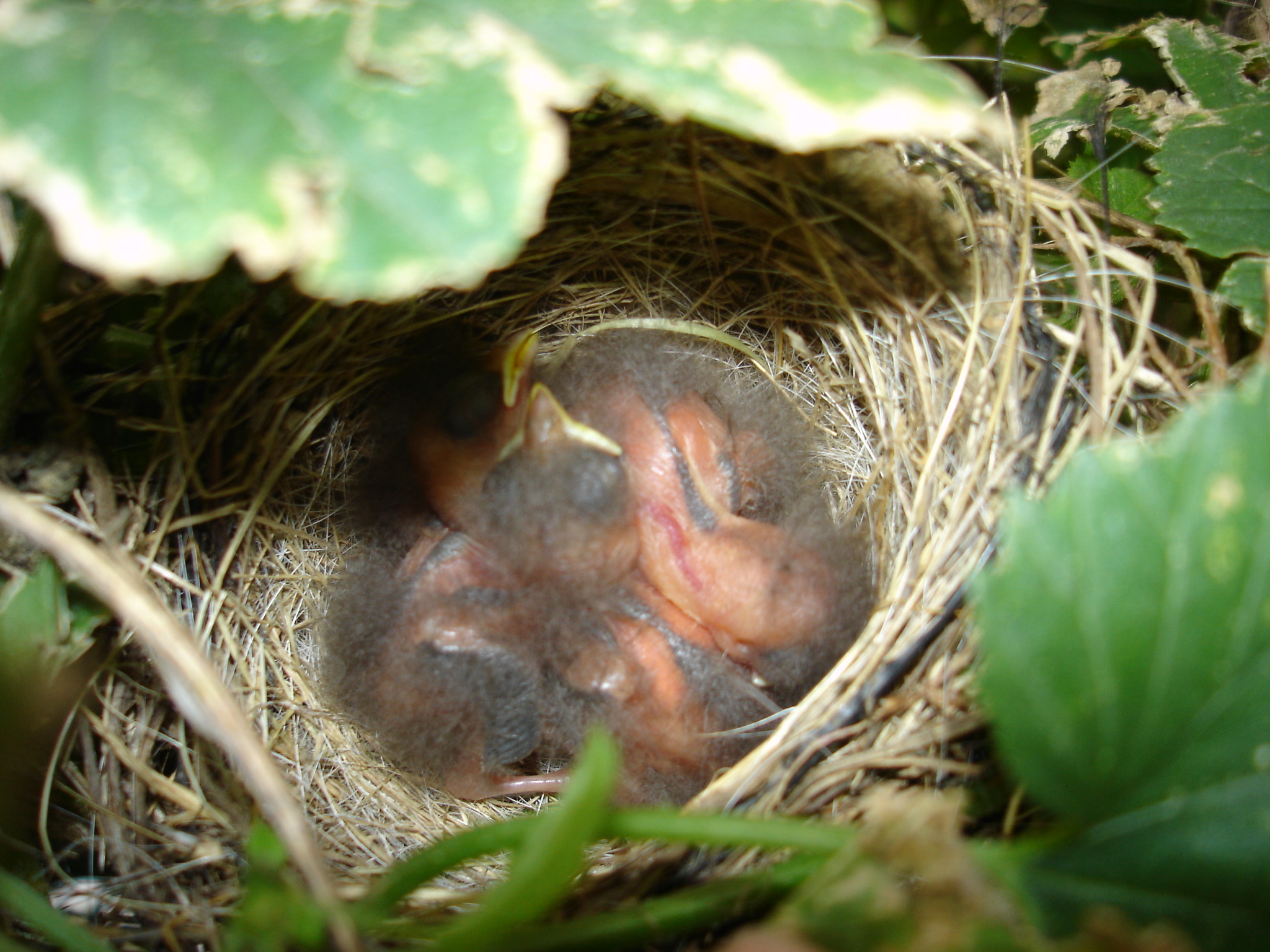 2008_Hop_Birds_002