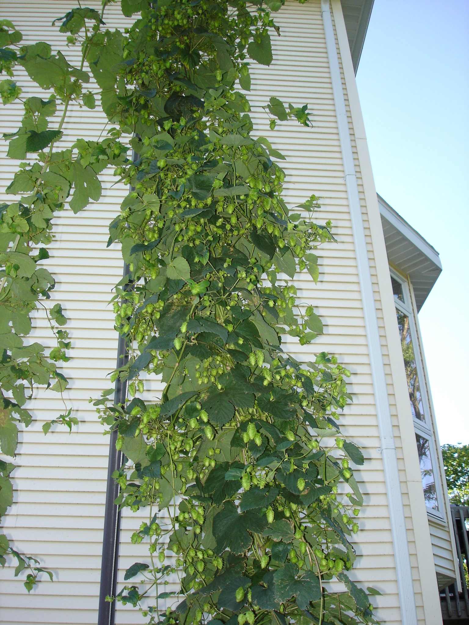 2008_Hop_Birds_008