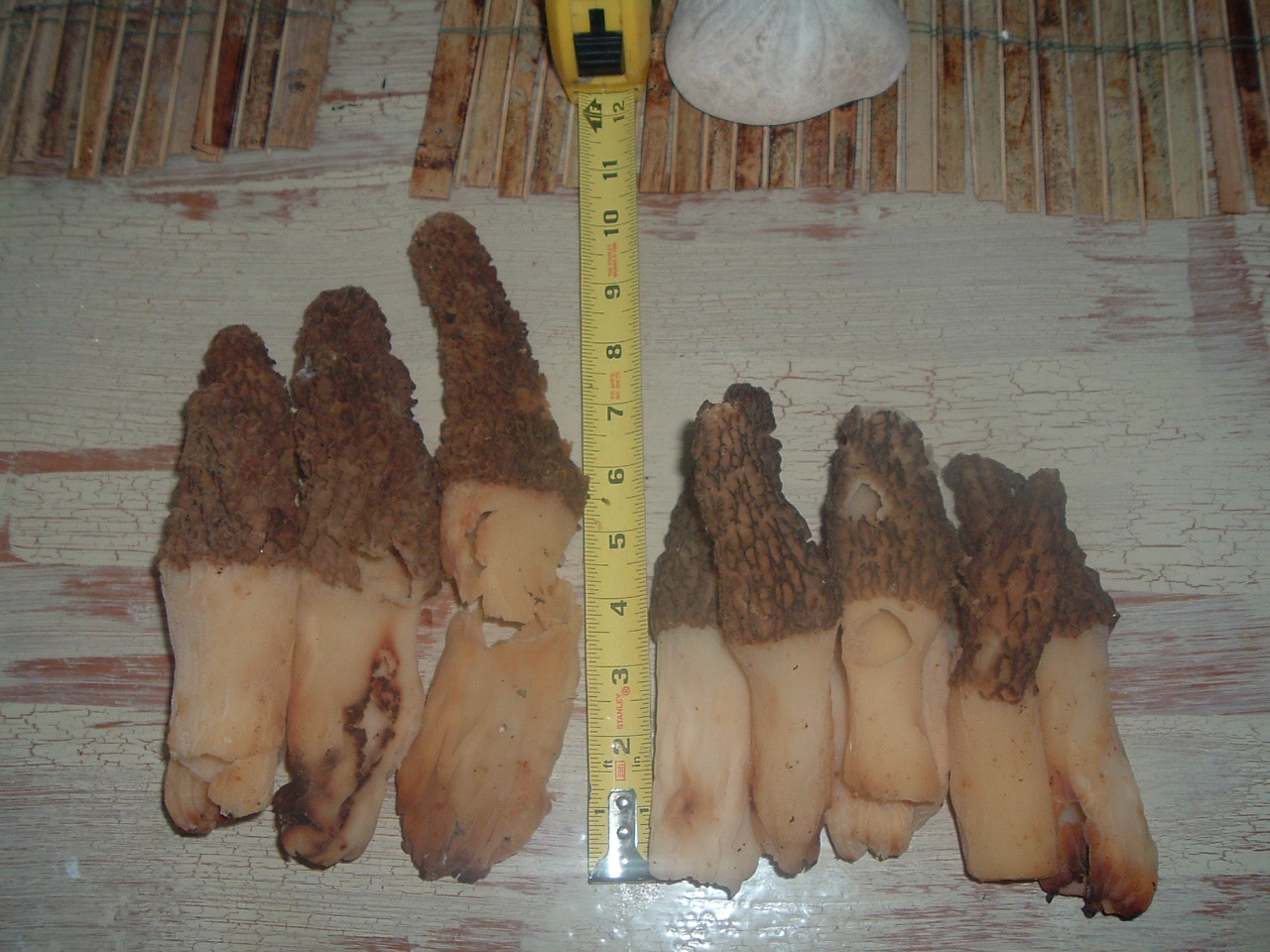Morels08