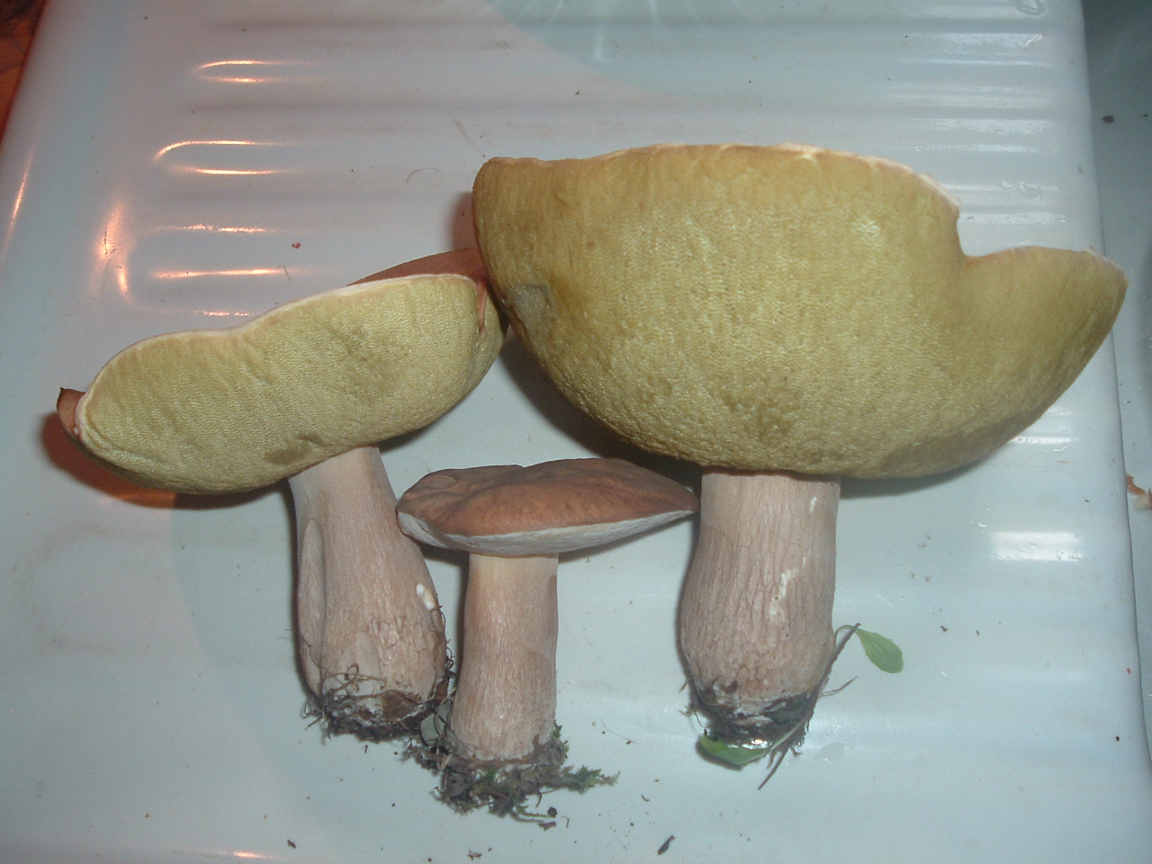Boletes