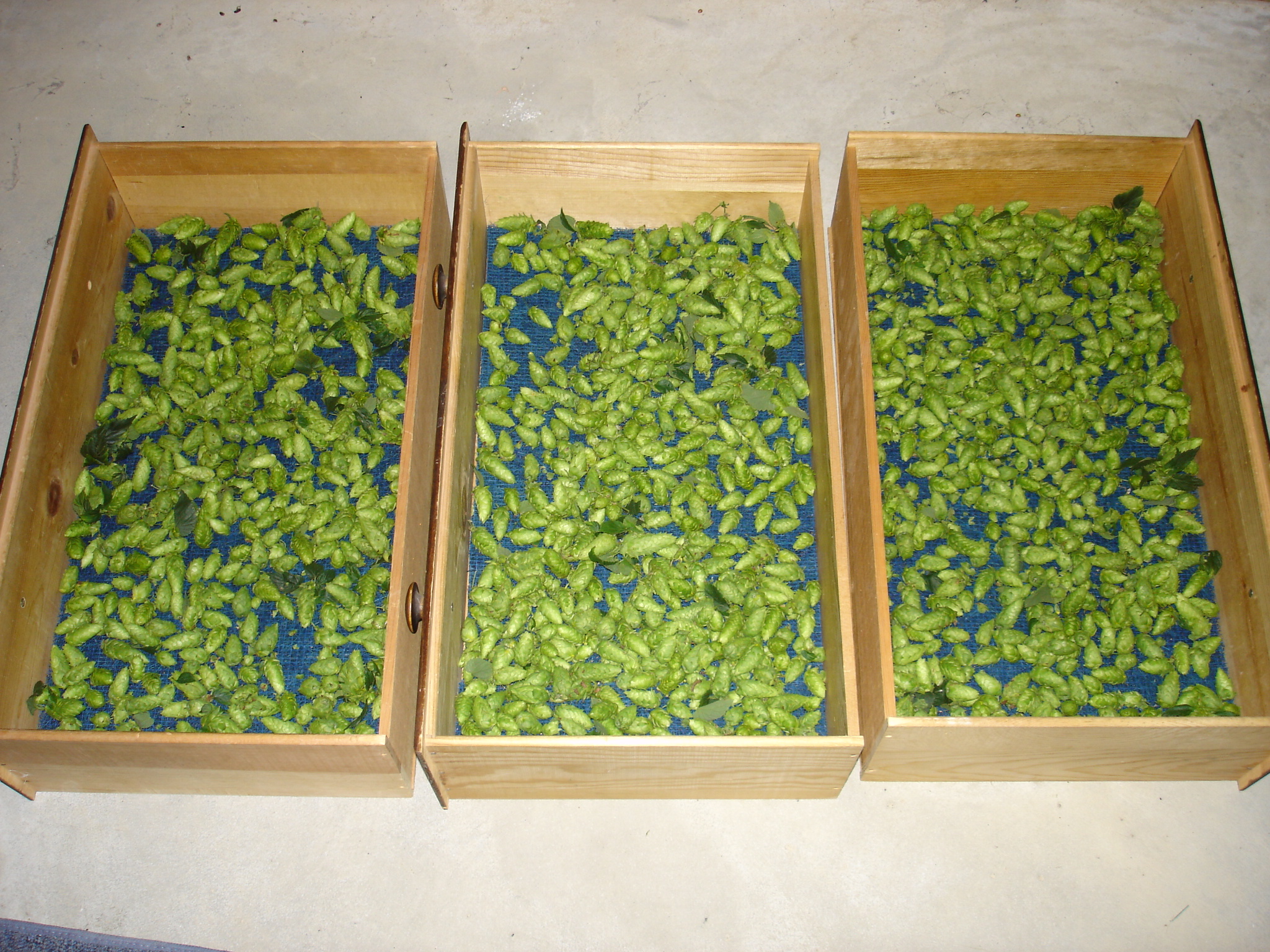 2008_Hop_Birds_020