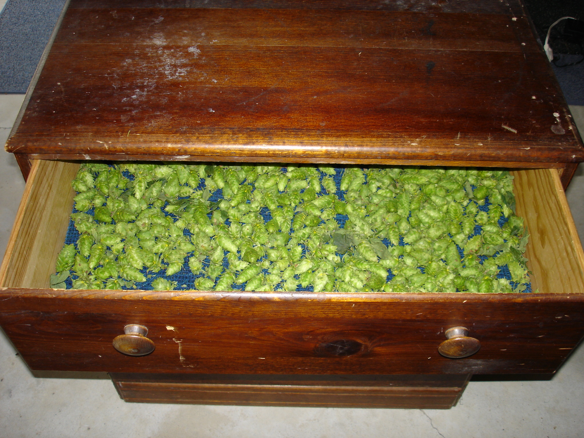 2008_Hop_Birds_022