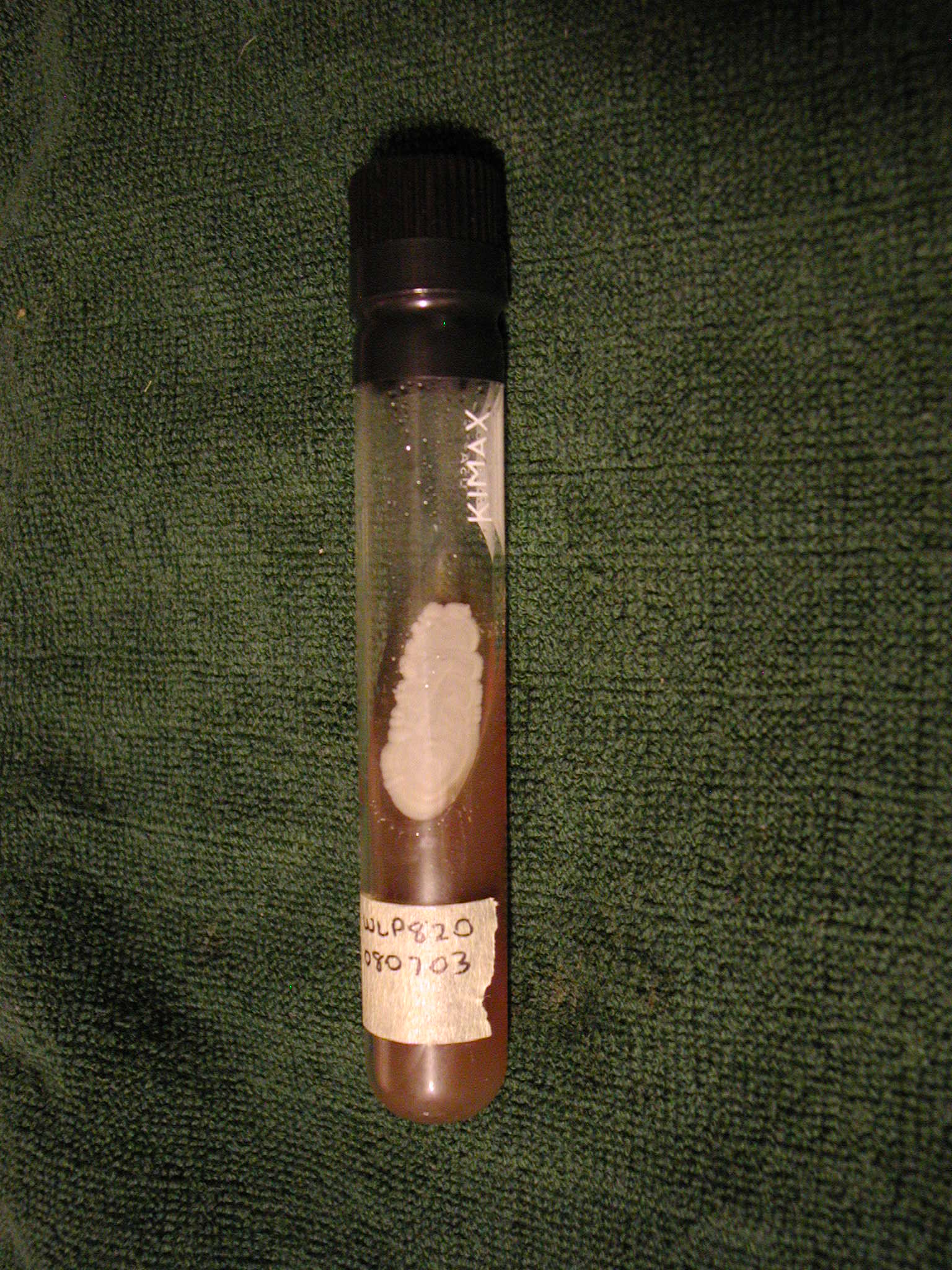 WLP820slant1