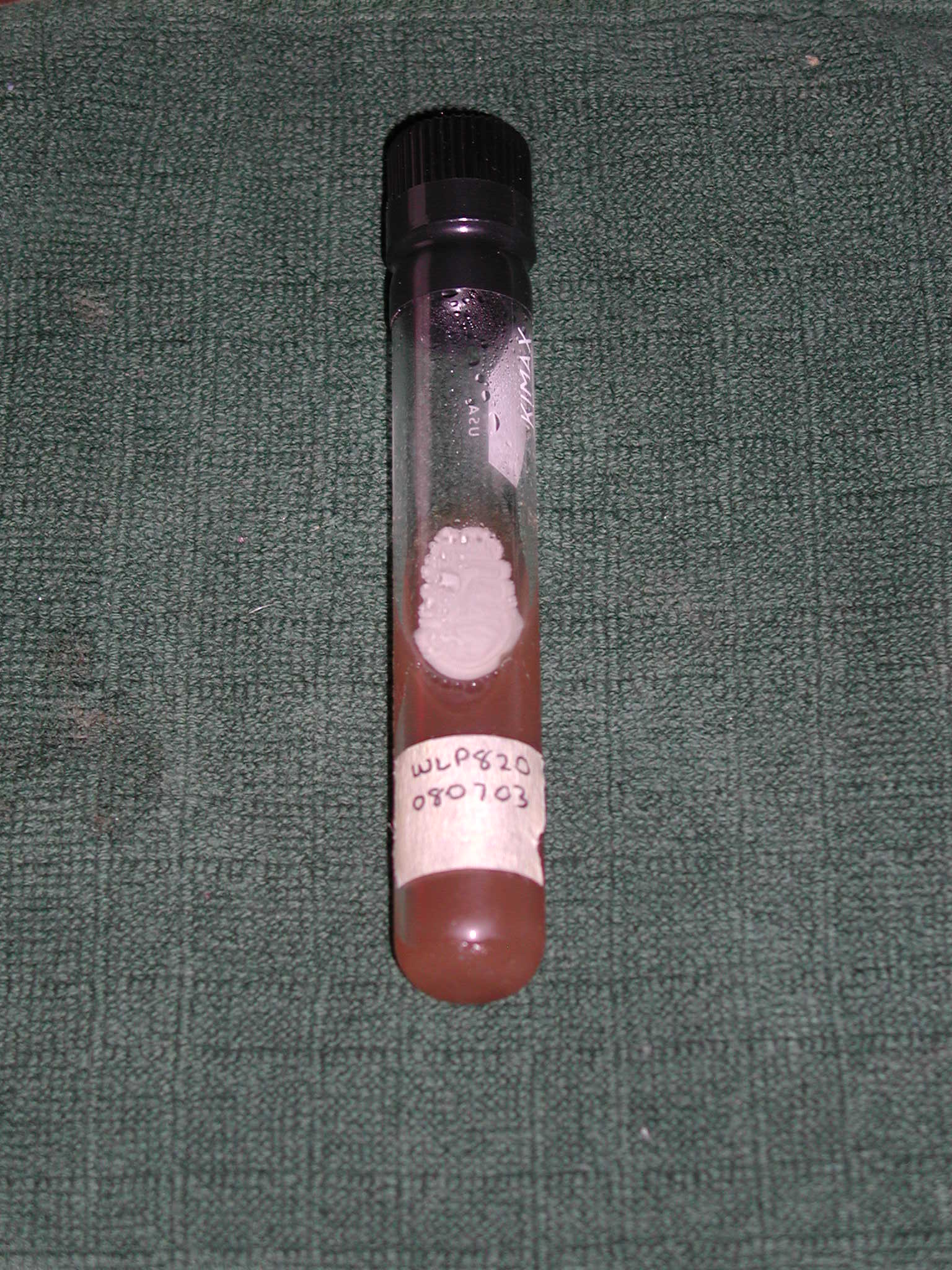 WLP820slant2