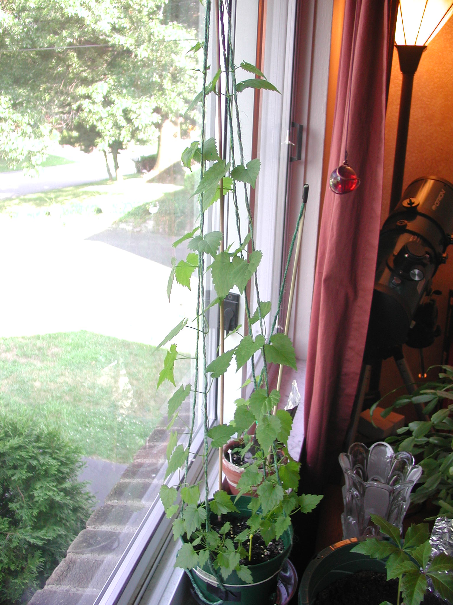 Hopsfromseed080807