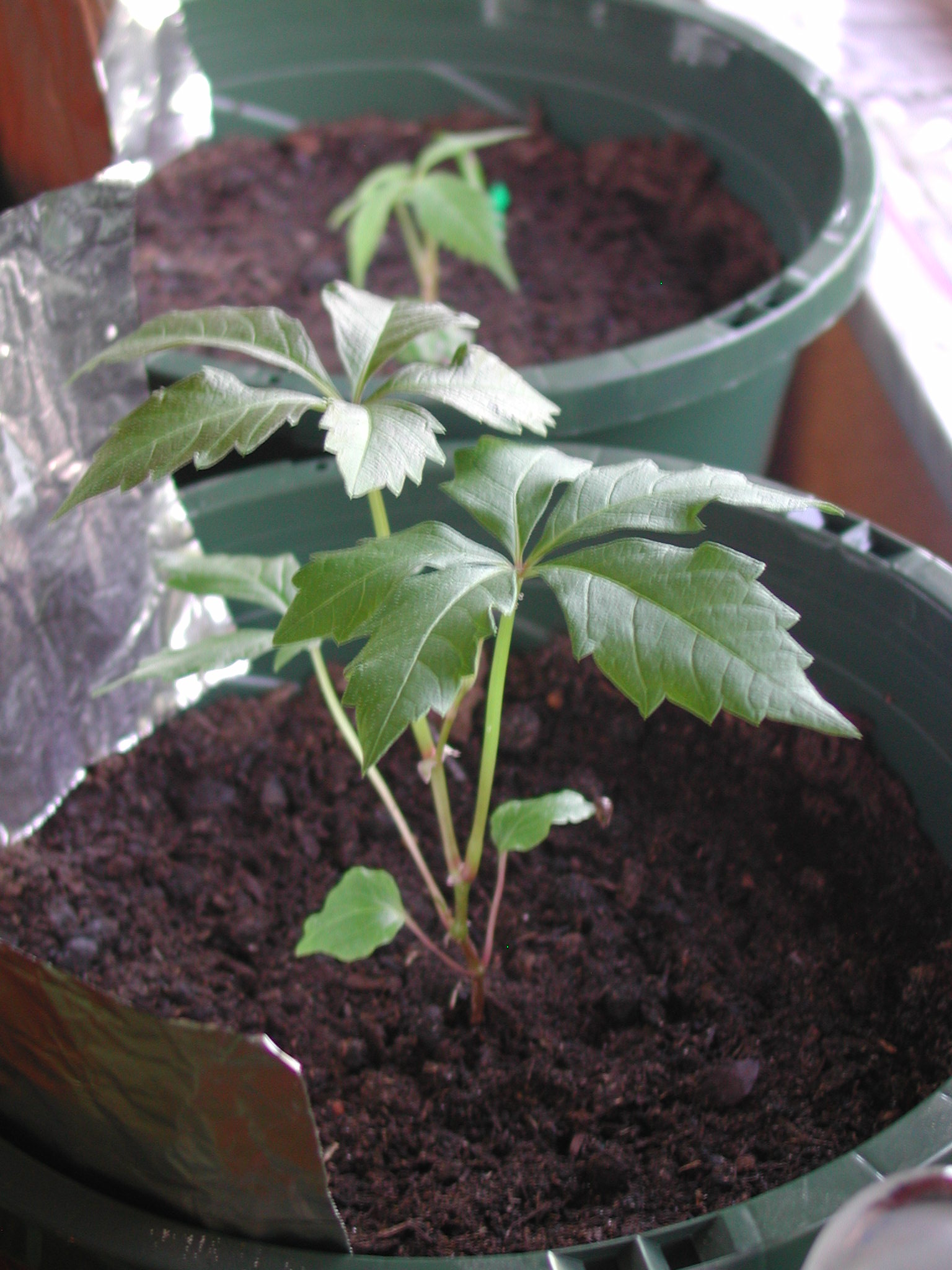 Wildhopsfromseed0808072