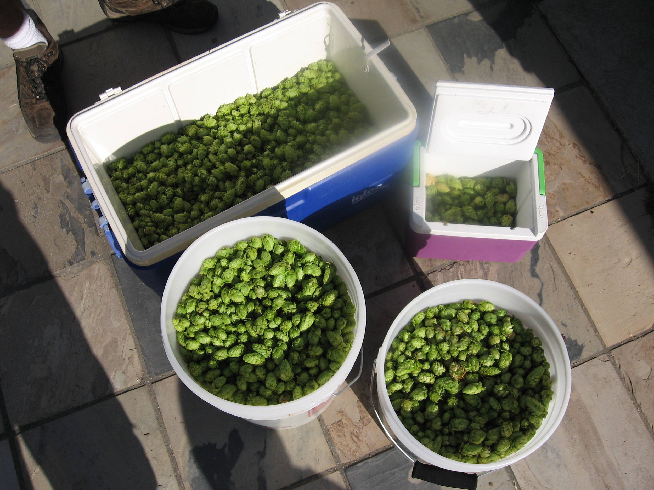 Harvest