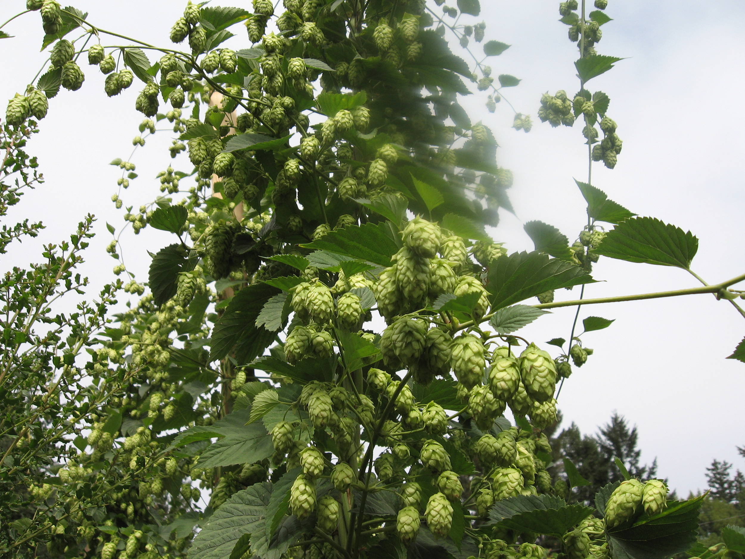 Cascade