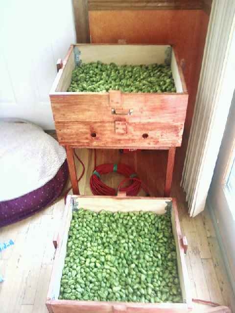 HopsinOast