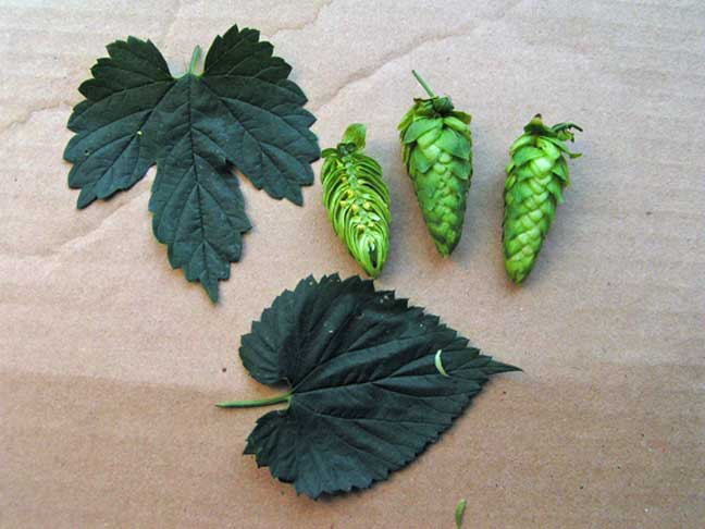 MysteryHops2