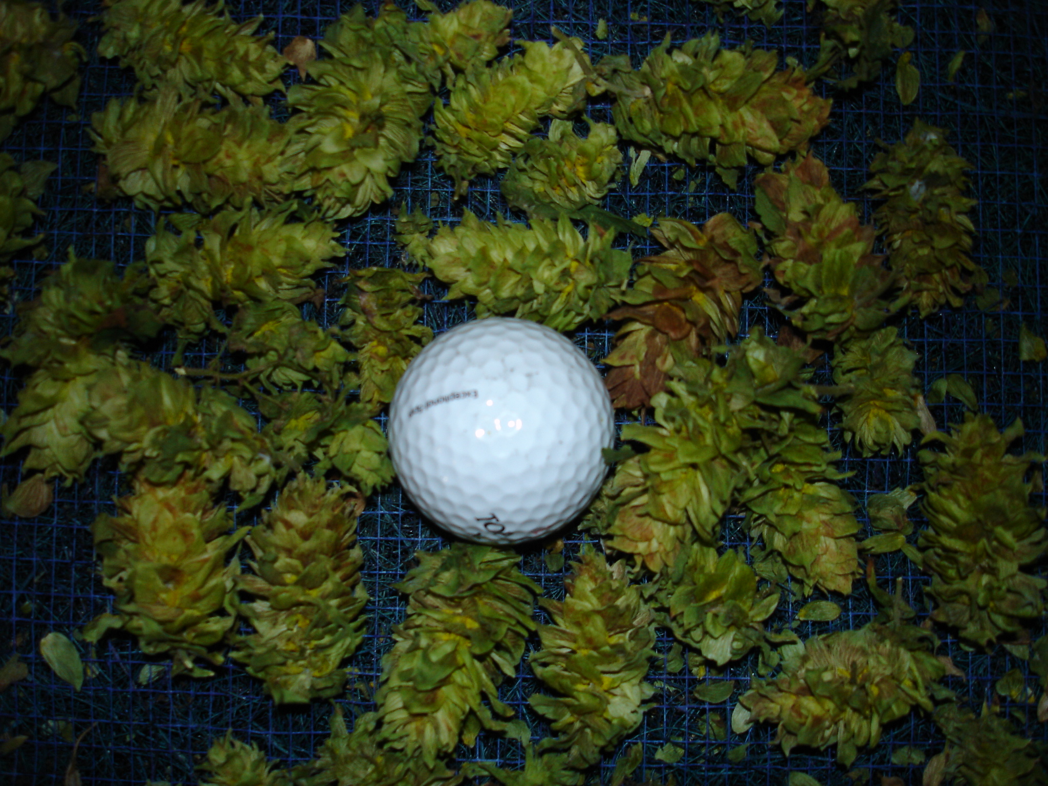 2008_Hops_004