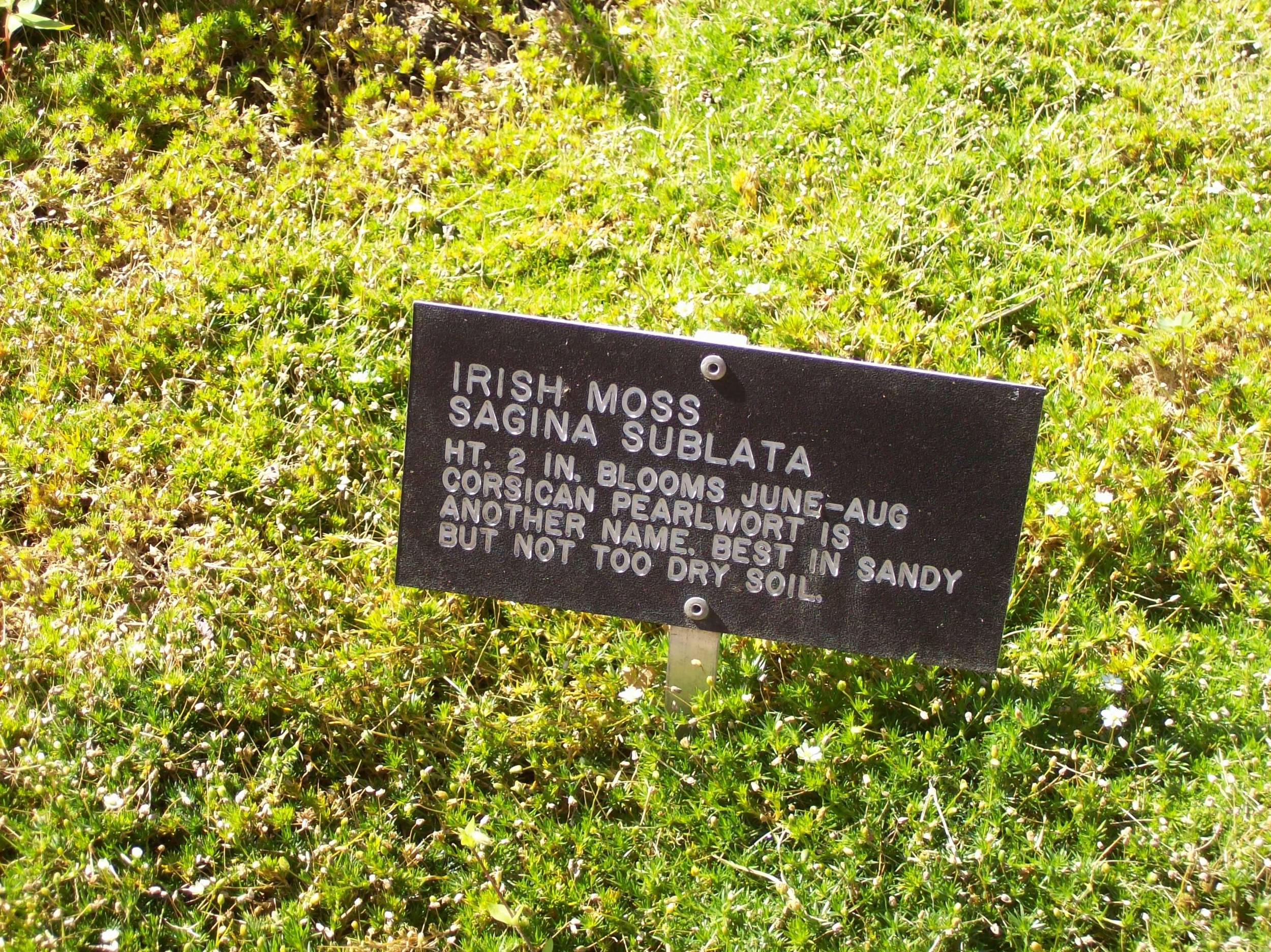 IrishMoss
