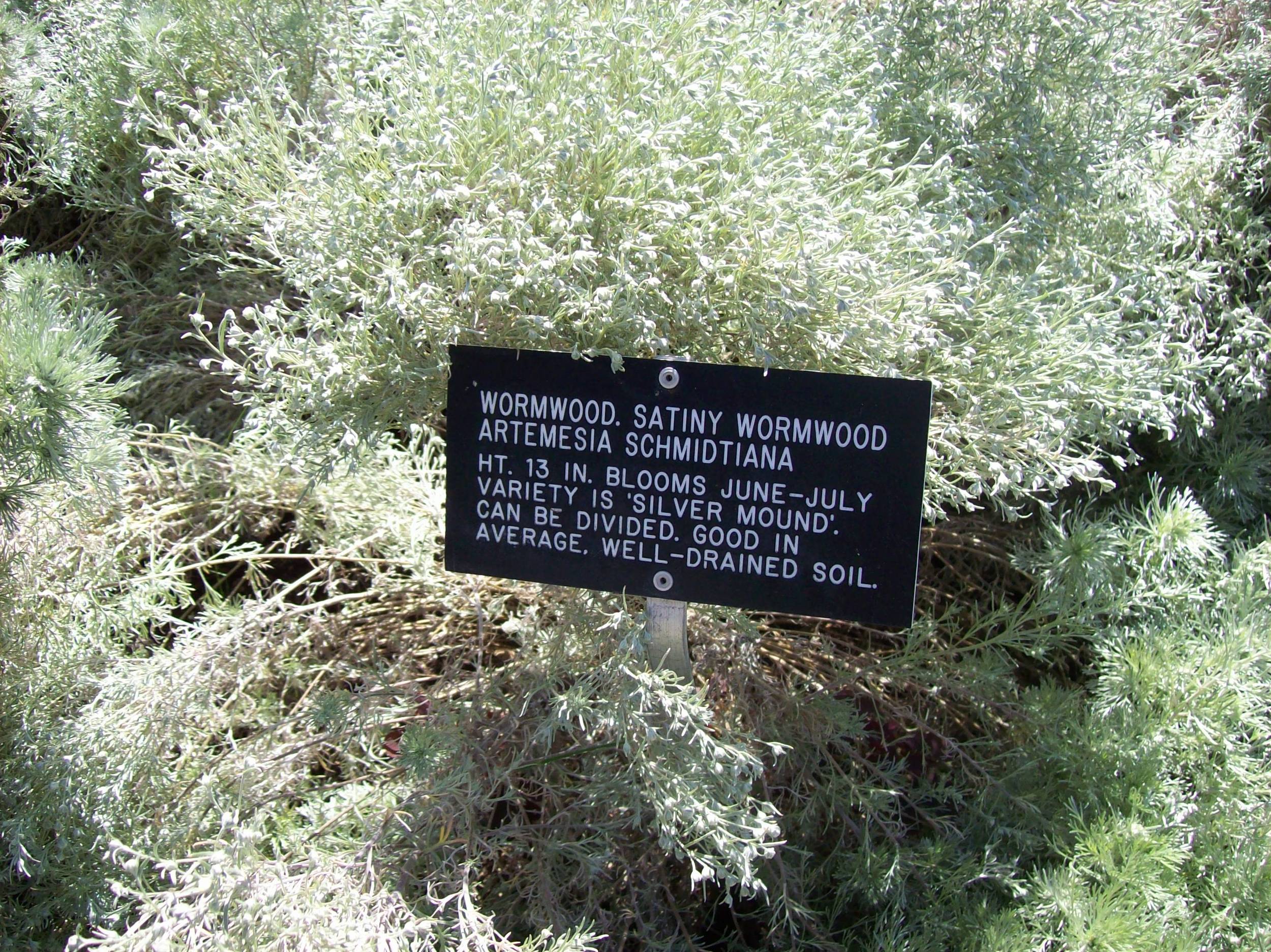 Wormwood