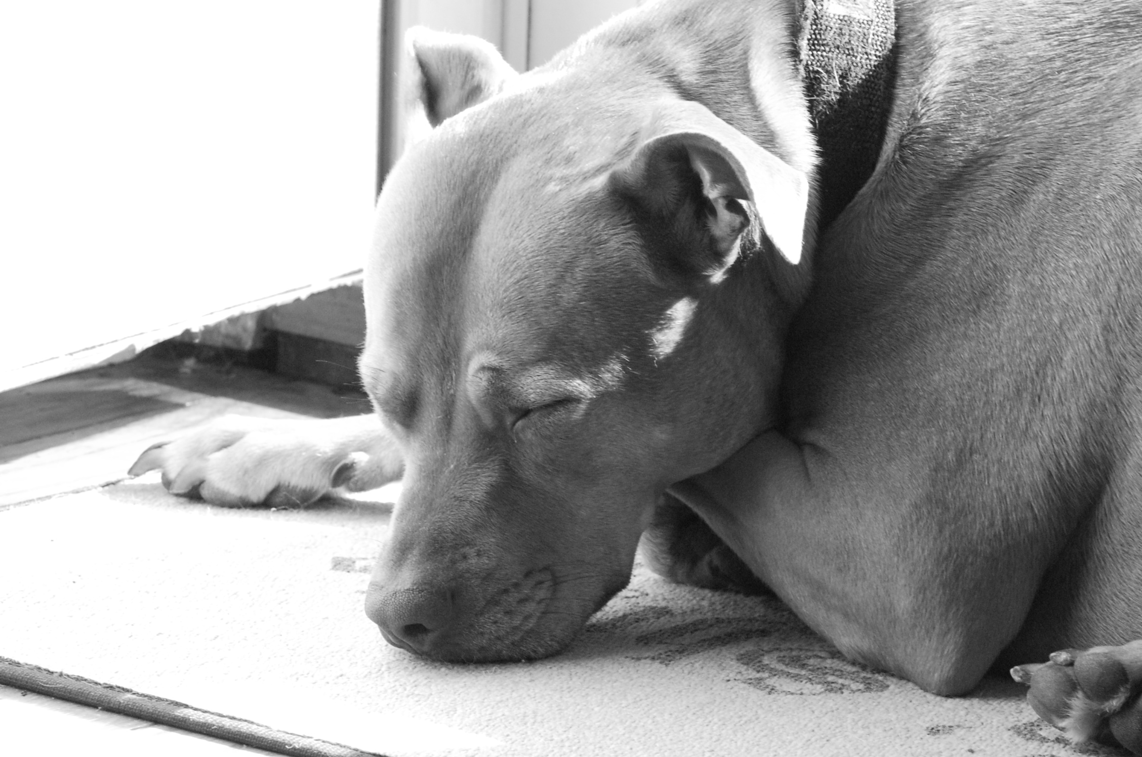 PitBull