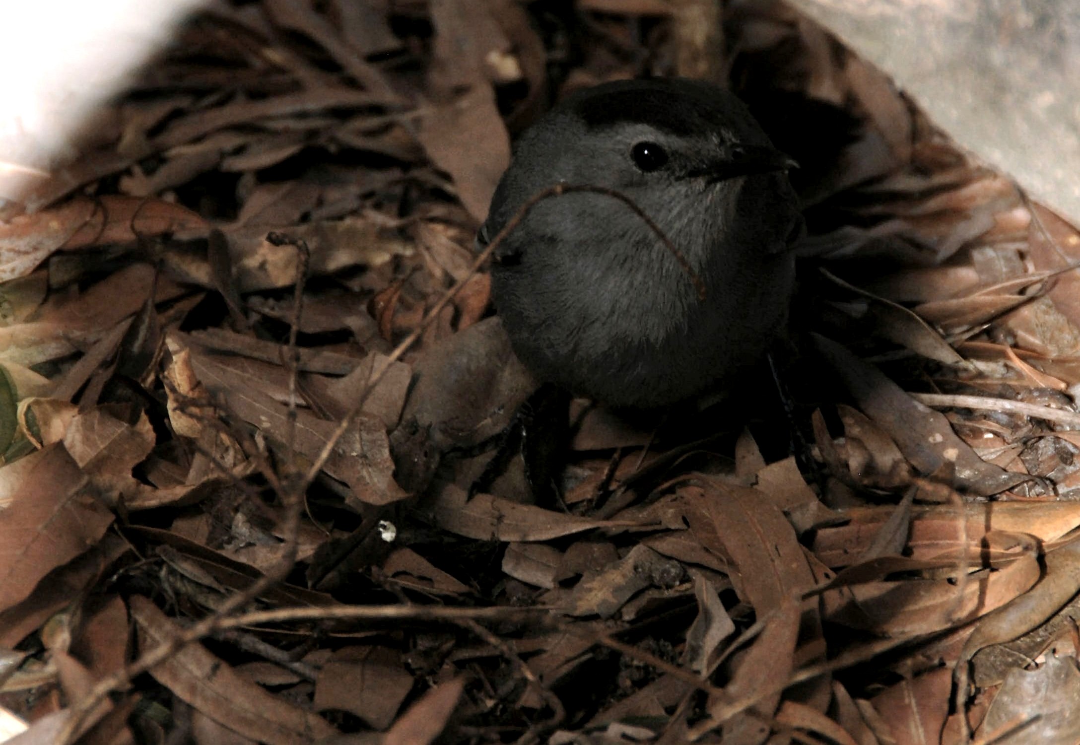 Catbird