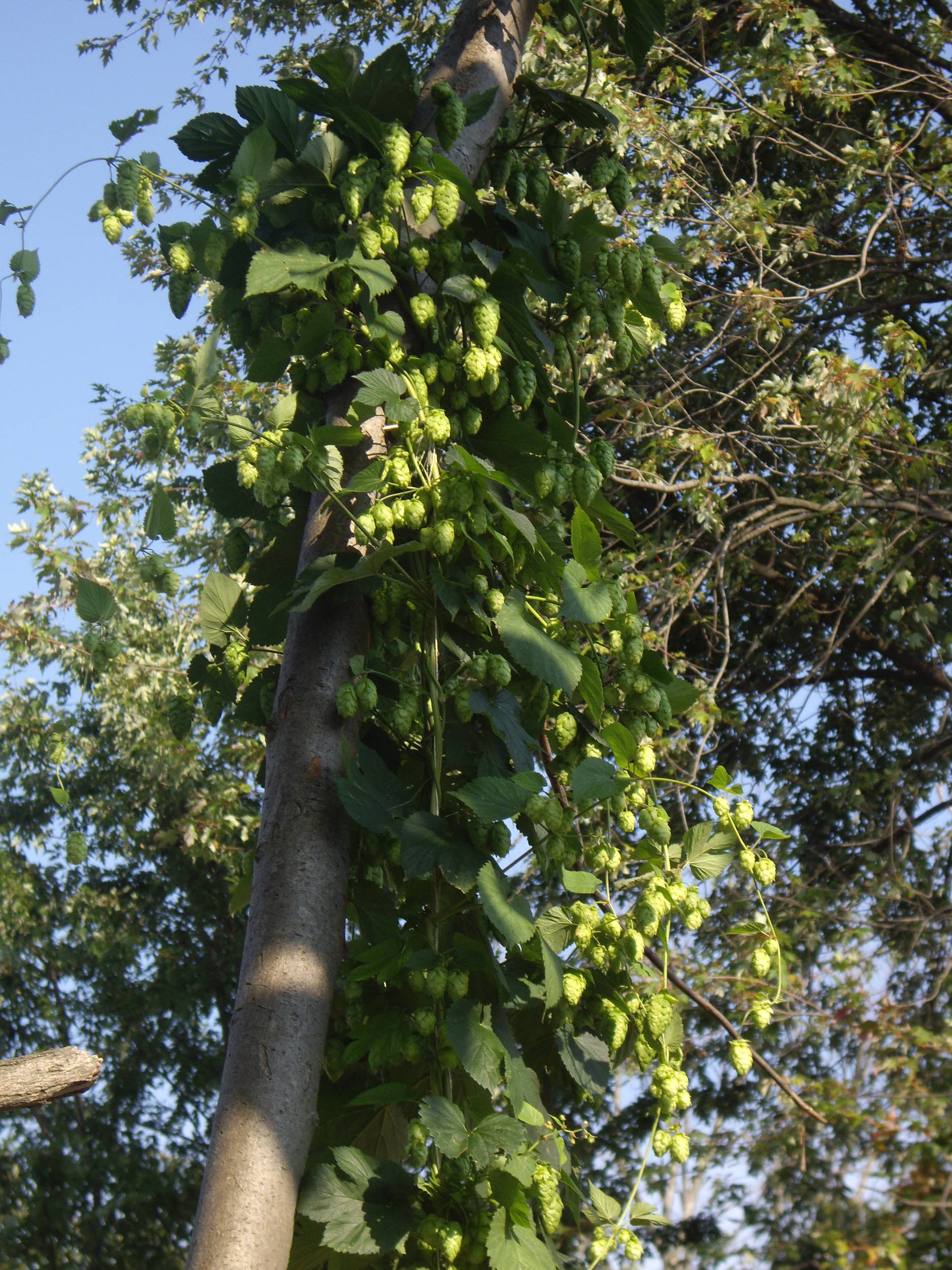 Cascade
