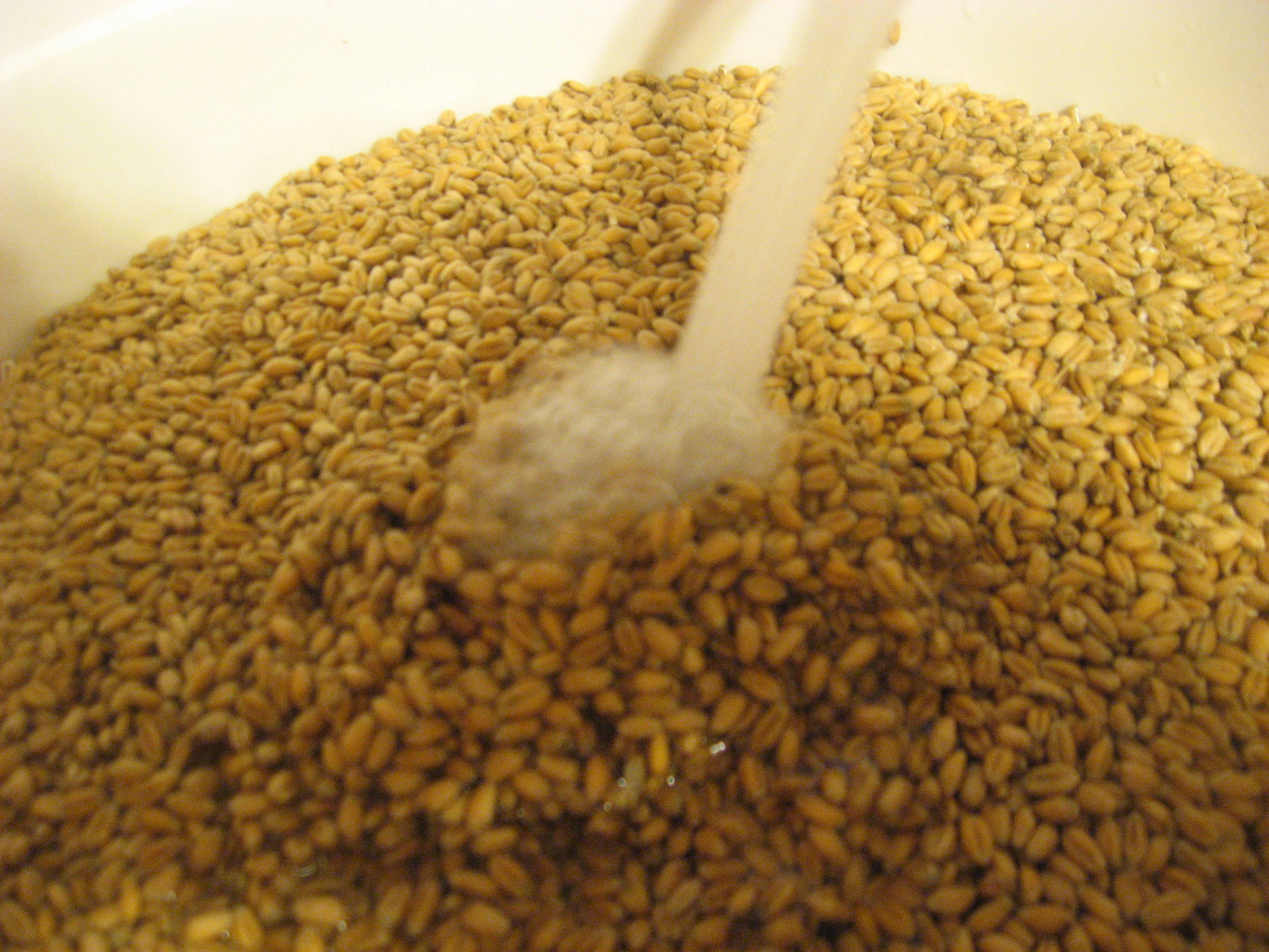 MaltMaking