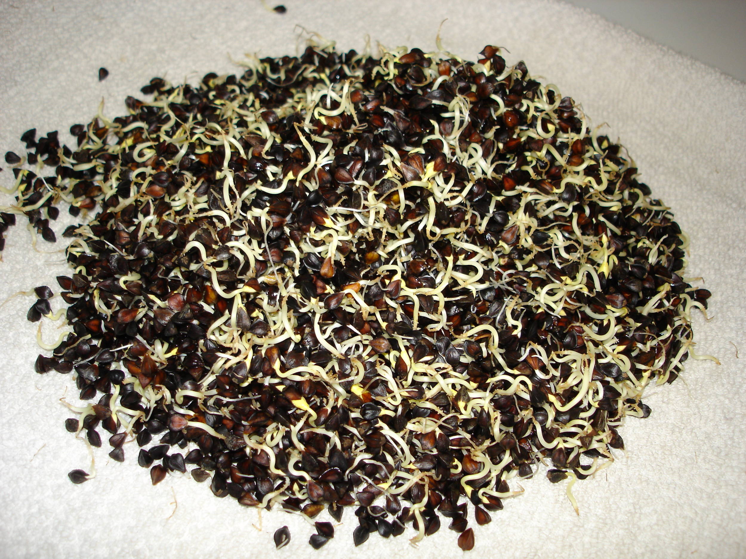 MaltedBuckwheat