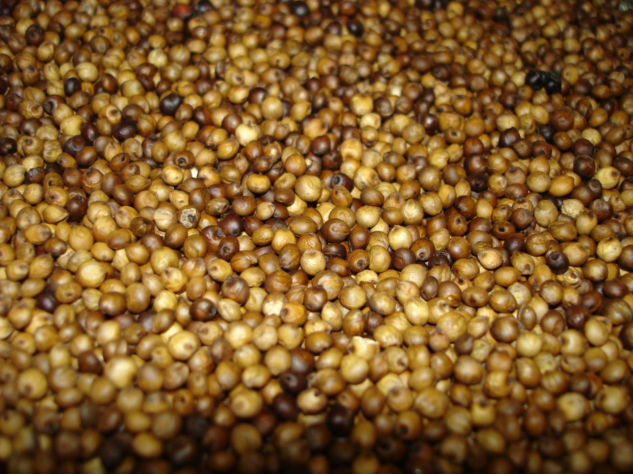 MediumRoastedSorghum