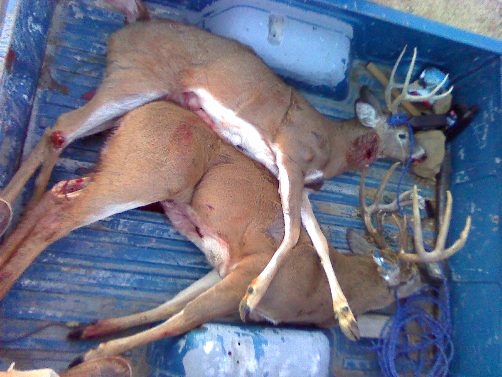 deer-pile-1