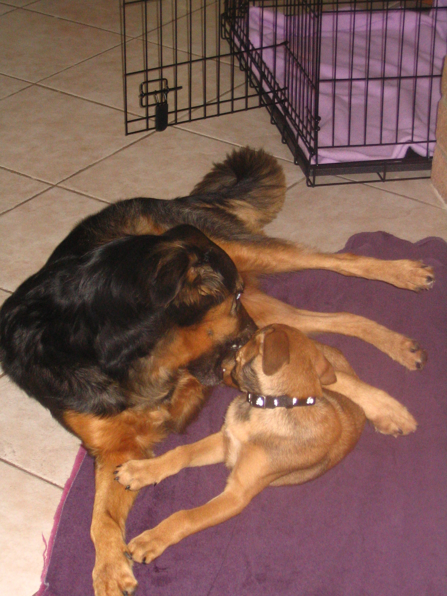 RufusandChloepup