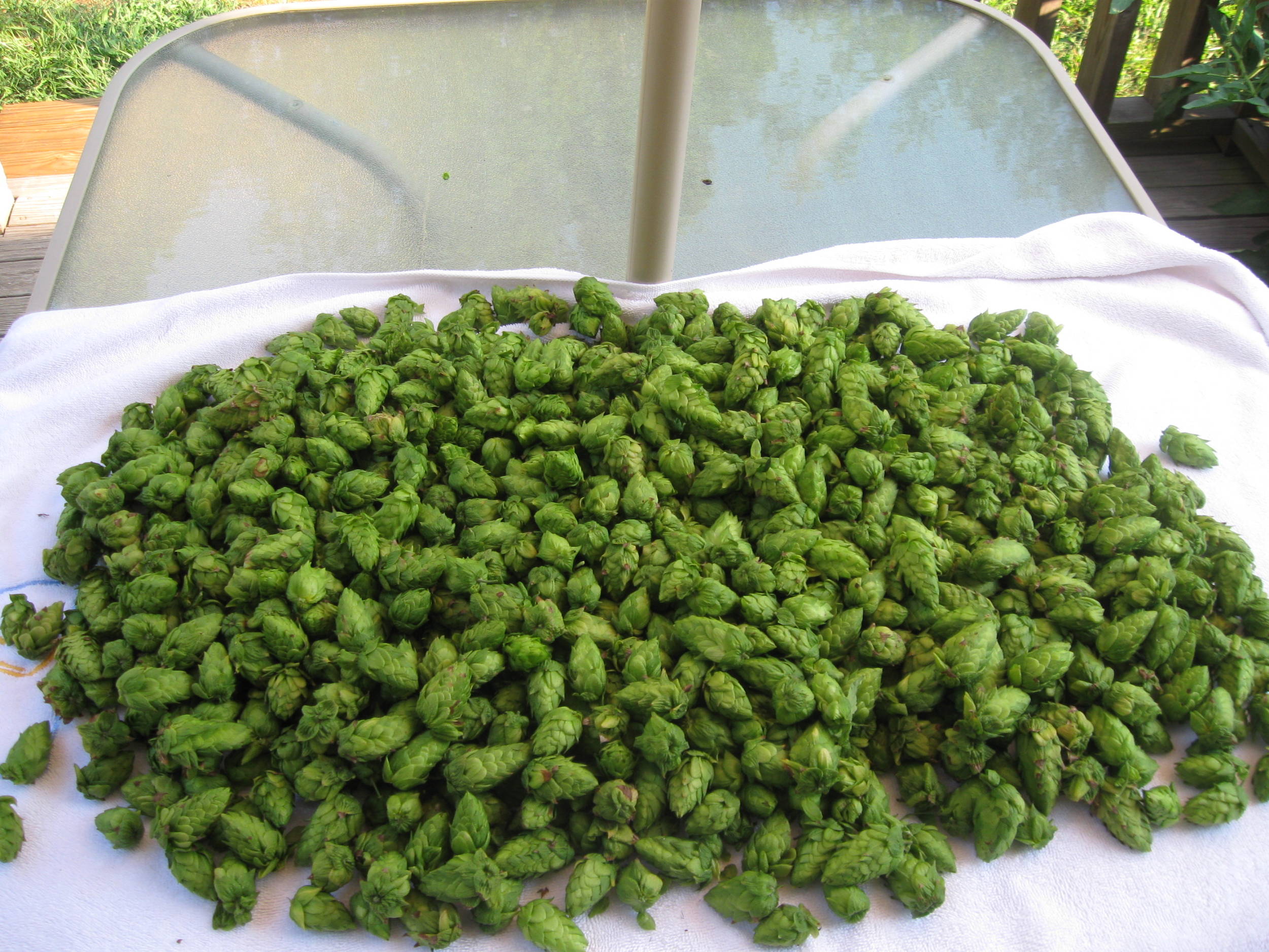 CascadeHops