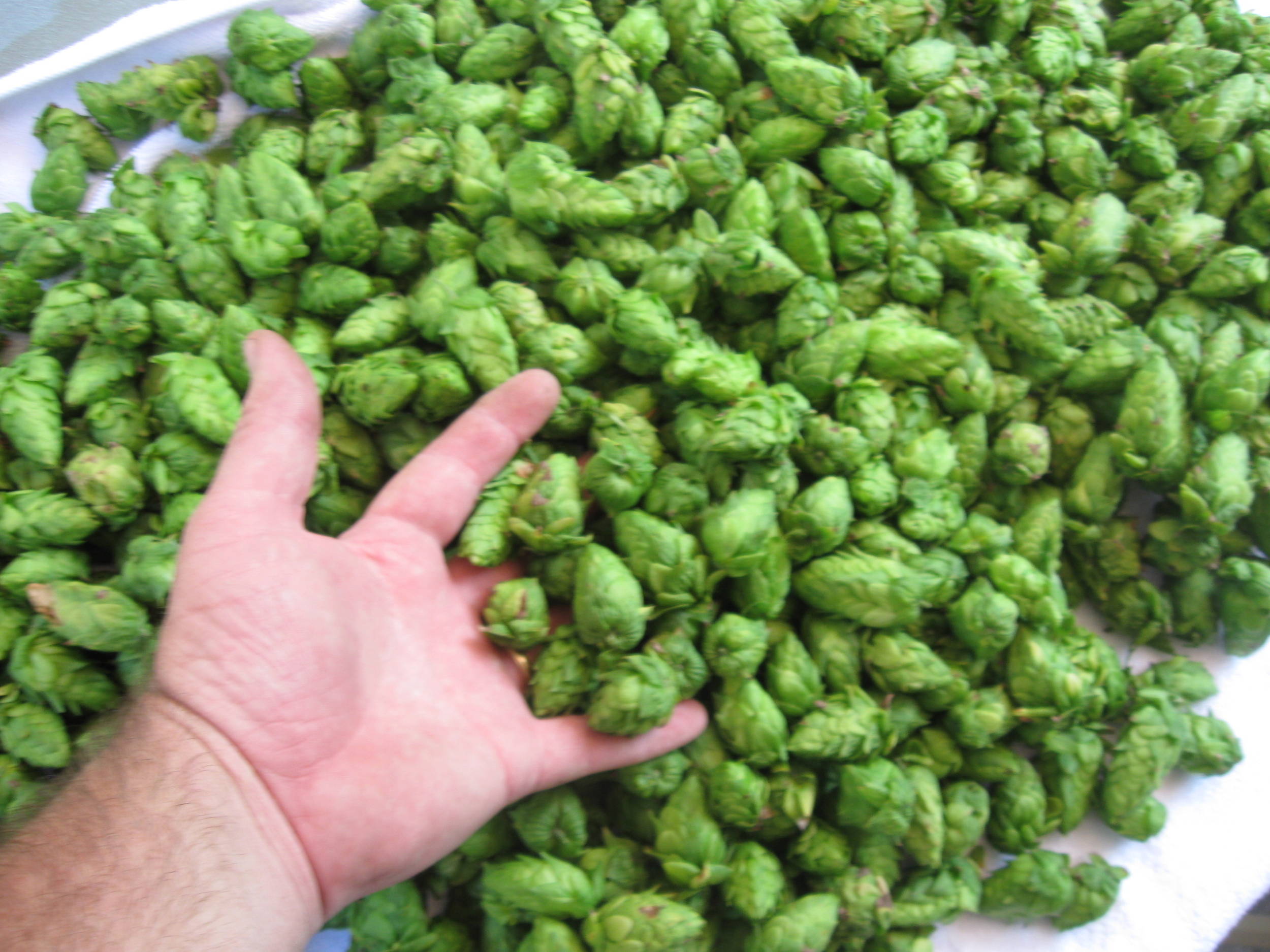 CascadeHops