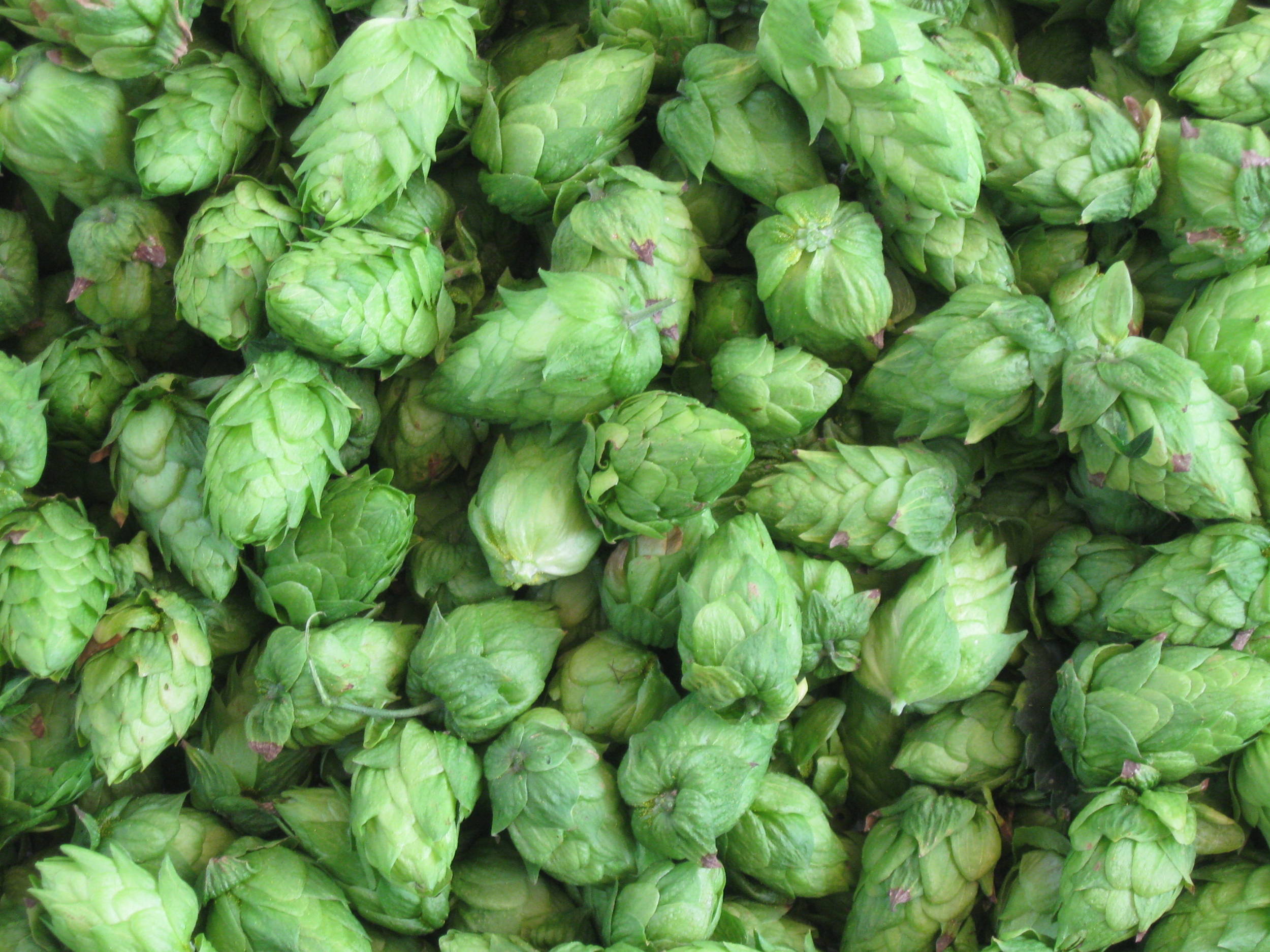 CascadeHops