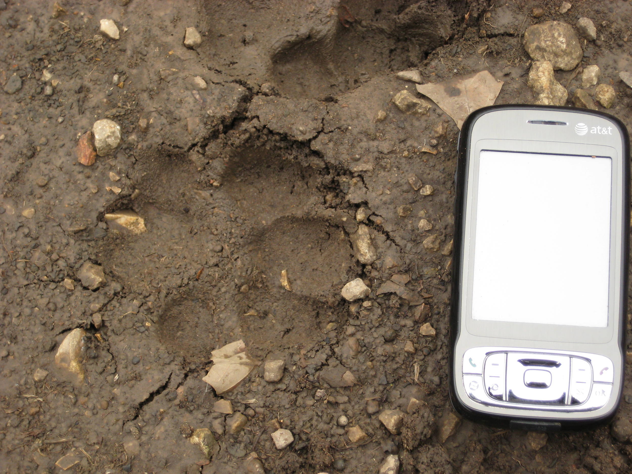 MountainLionPrint