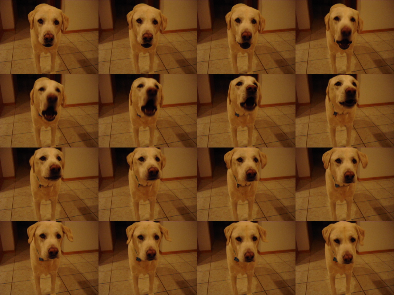 2008_Buzz_Dog_Cookies_006