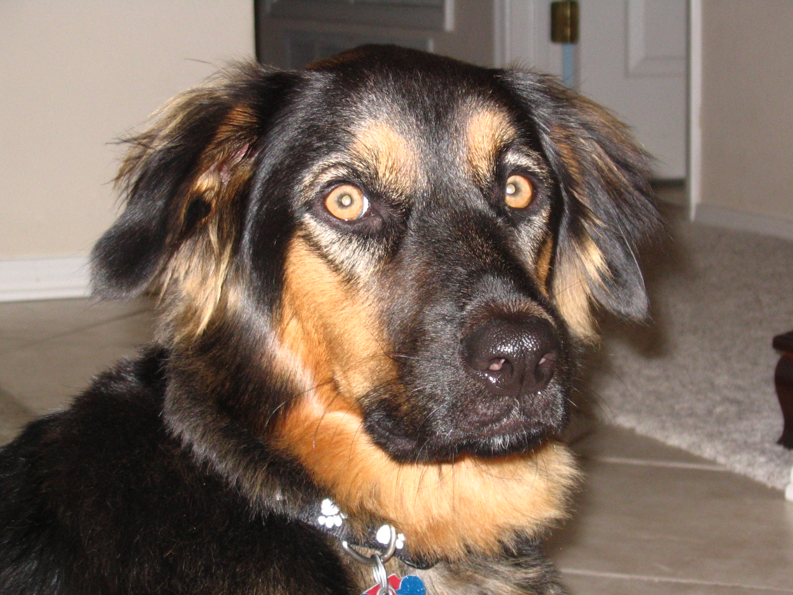 Rufus