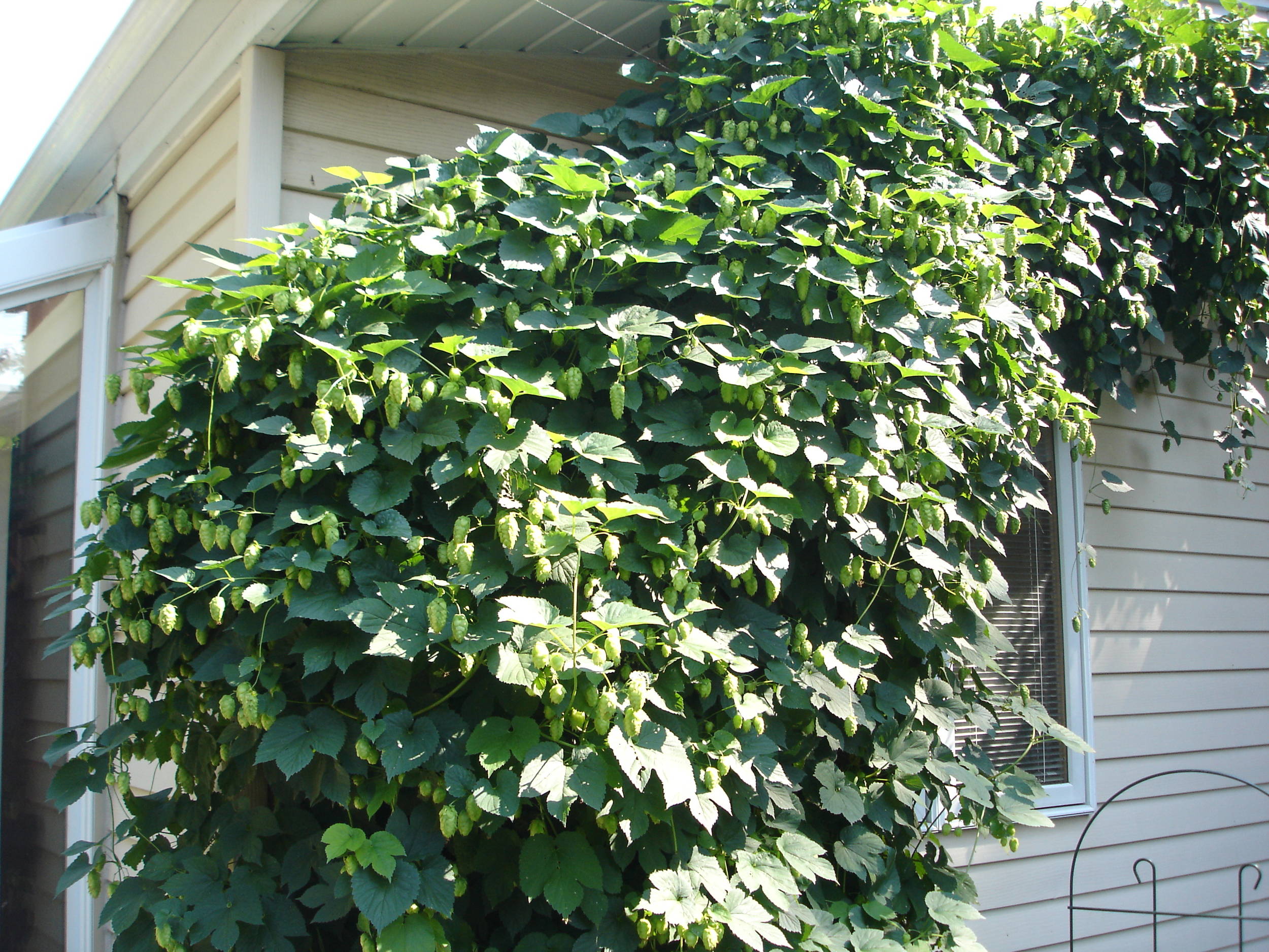 hallertauonthevine