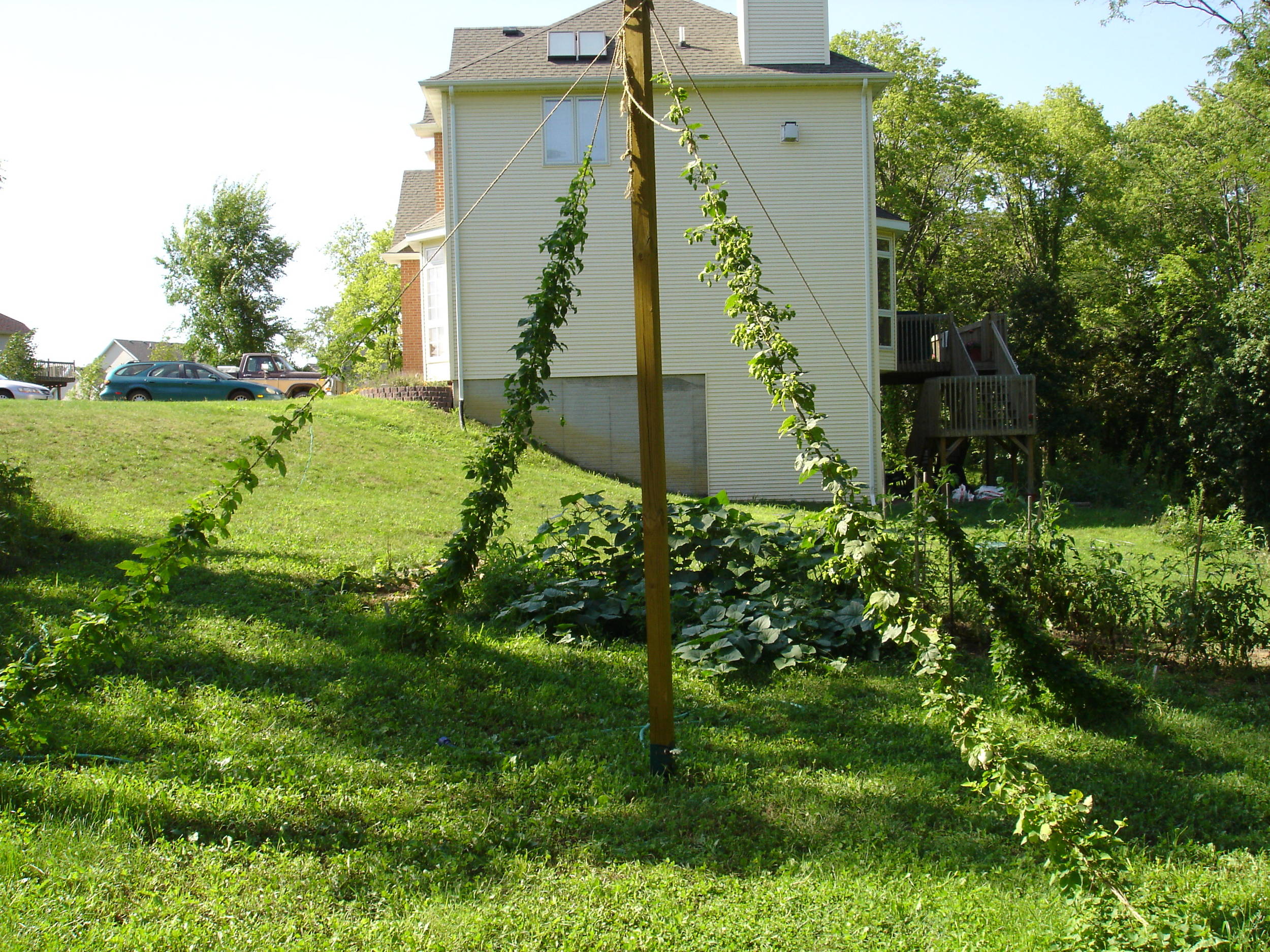 Boozin_Susan_Hops_013