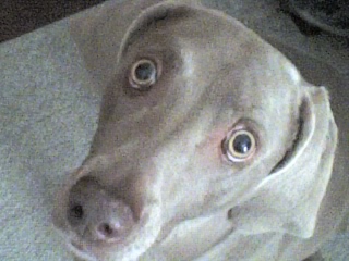 Abby