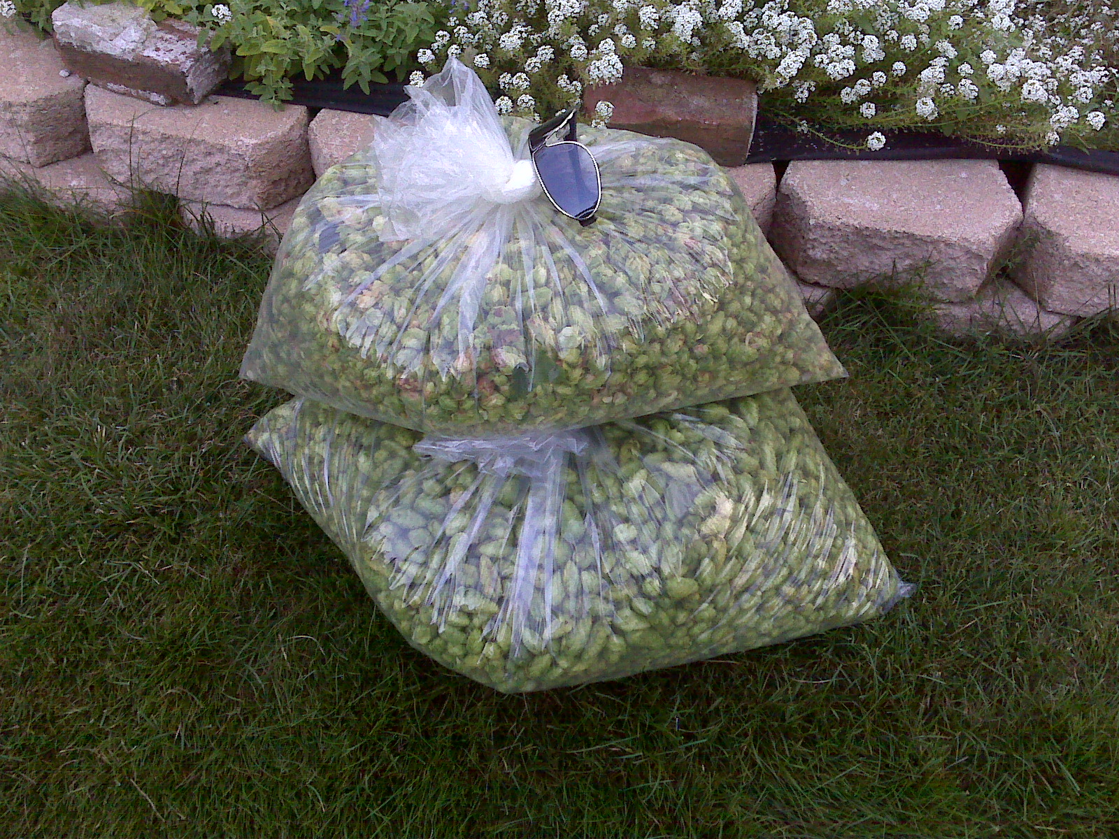 CascadeandHallertau2008harvest-readyfordrying