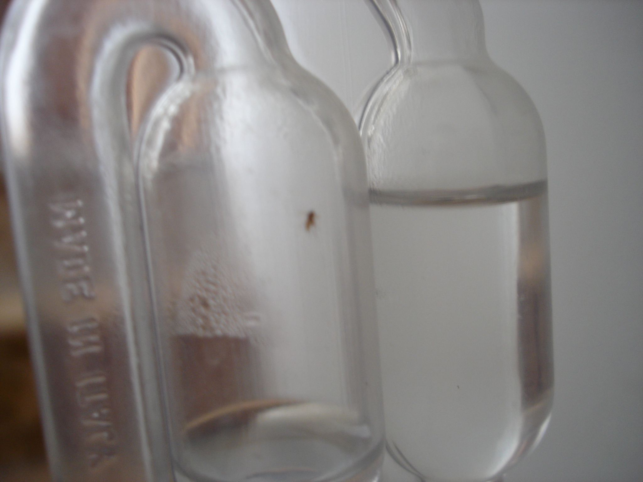 Bug_In_Airlock