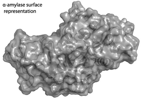 aamylasesurface_rs_copy