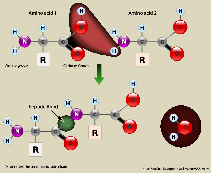 aapeptide