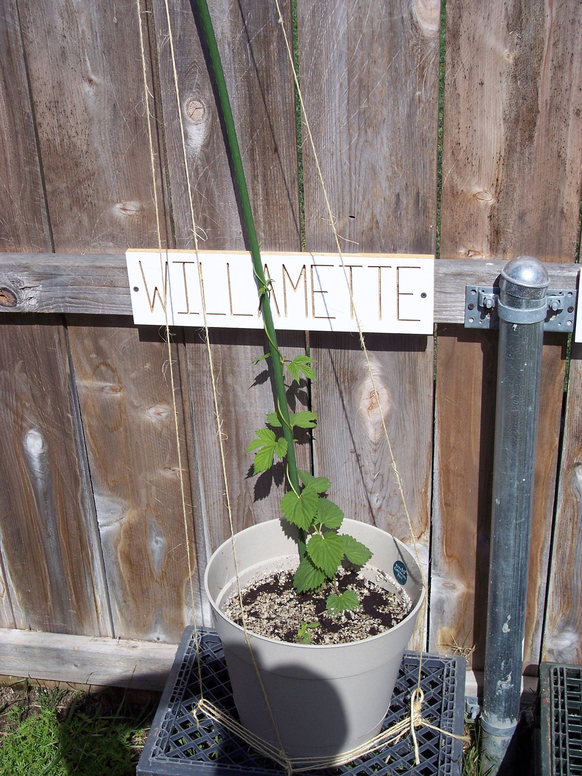 WillametteHopsasof42809
