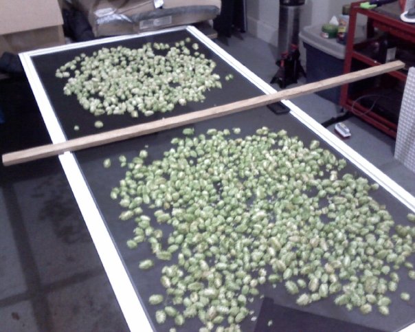 hops18