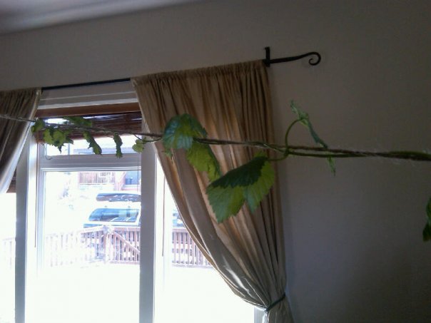 indoor_hops