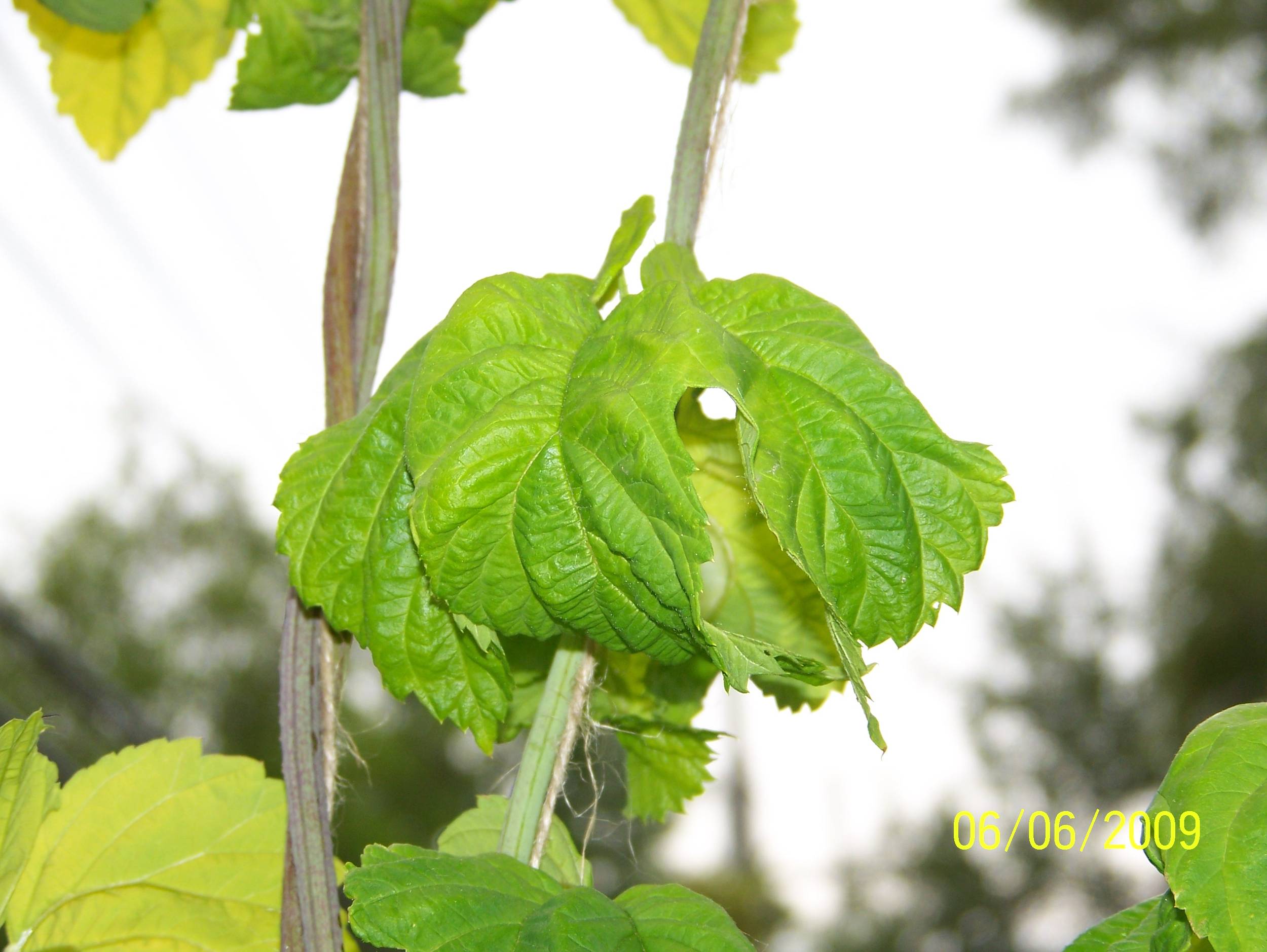 curlyleafSunbeamGolden