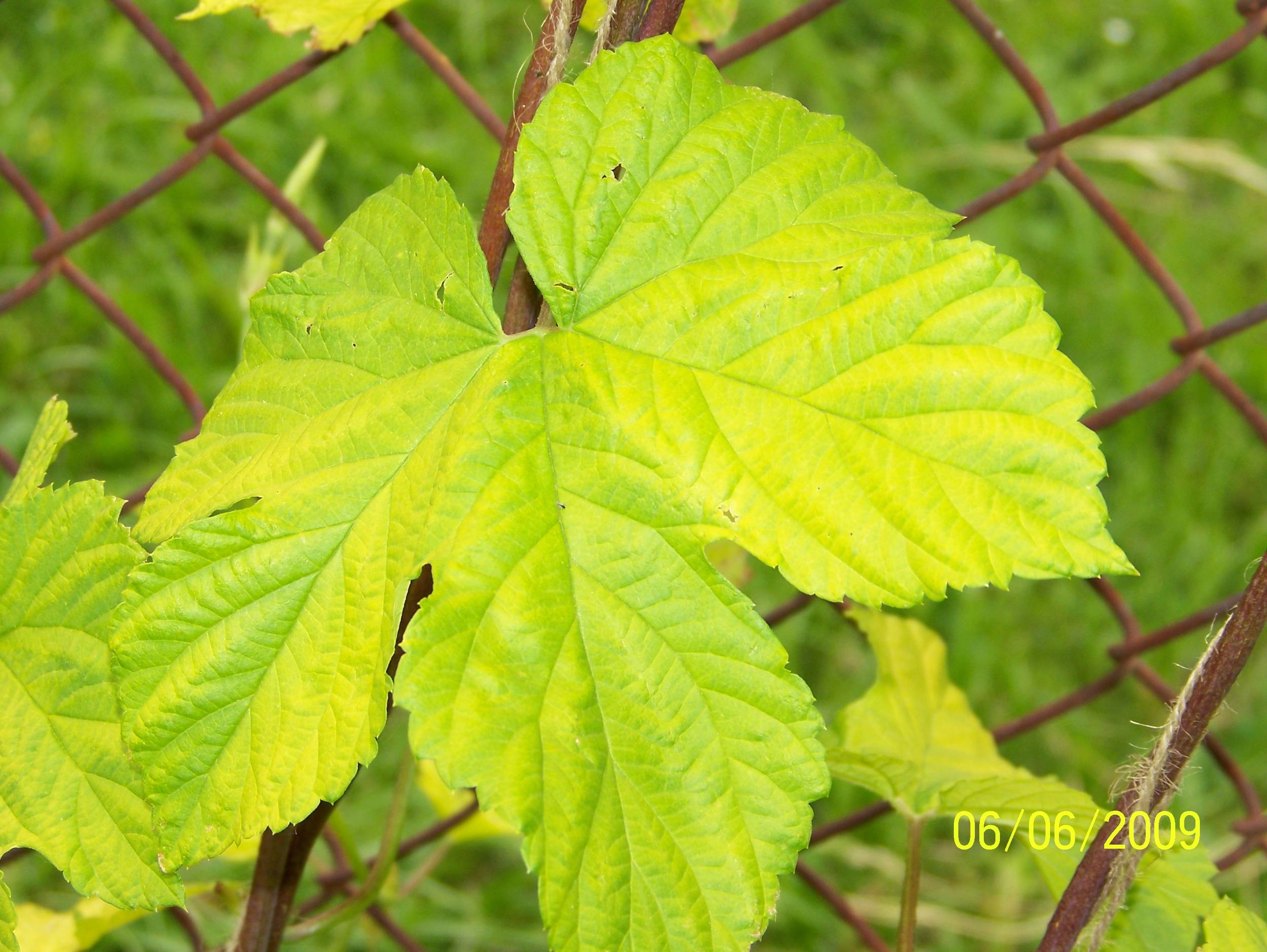 NormalleafSunbeamGolden