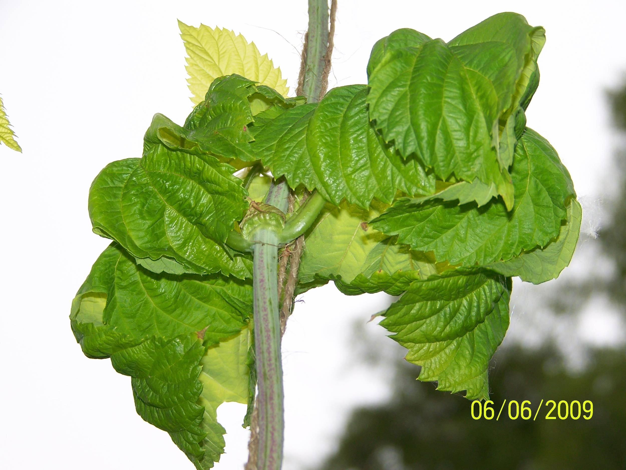 Curlyleaf2SunbeamGolden